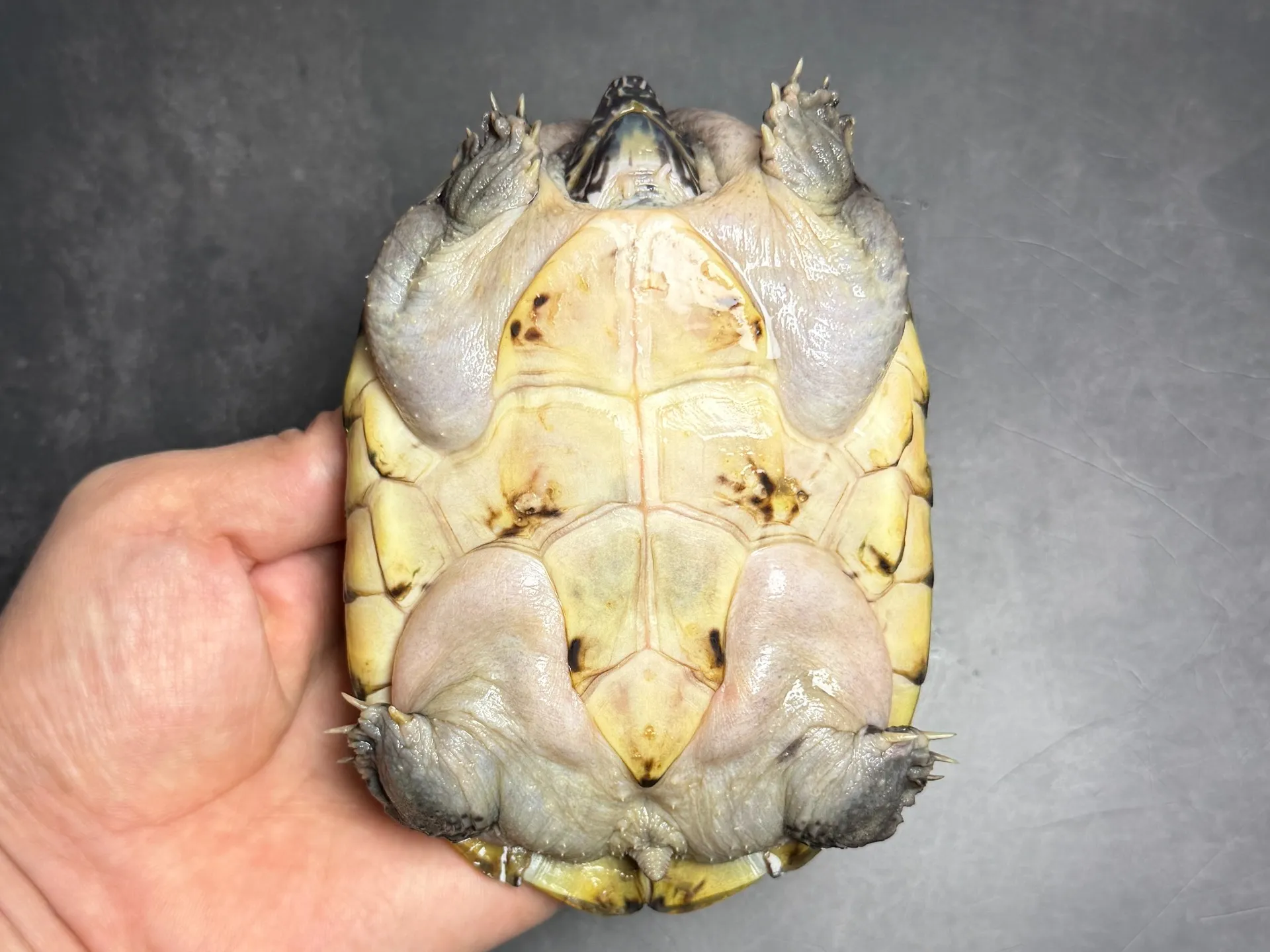 ジャイアントマスクタートル ♀（13cm）