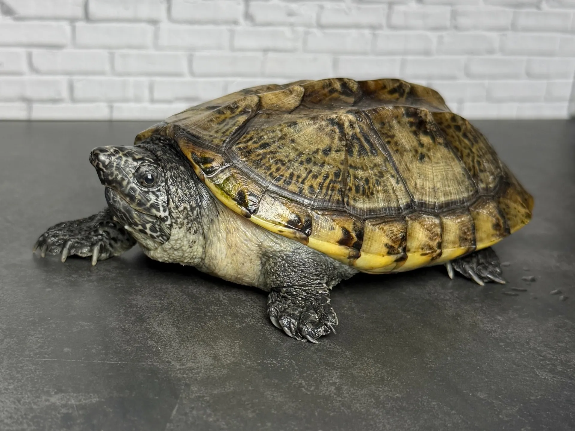 ジャイアントマスクタートル 多甲♀（13cm）