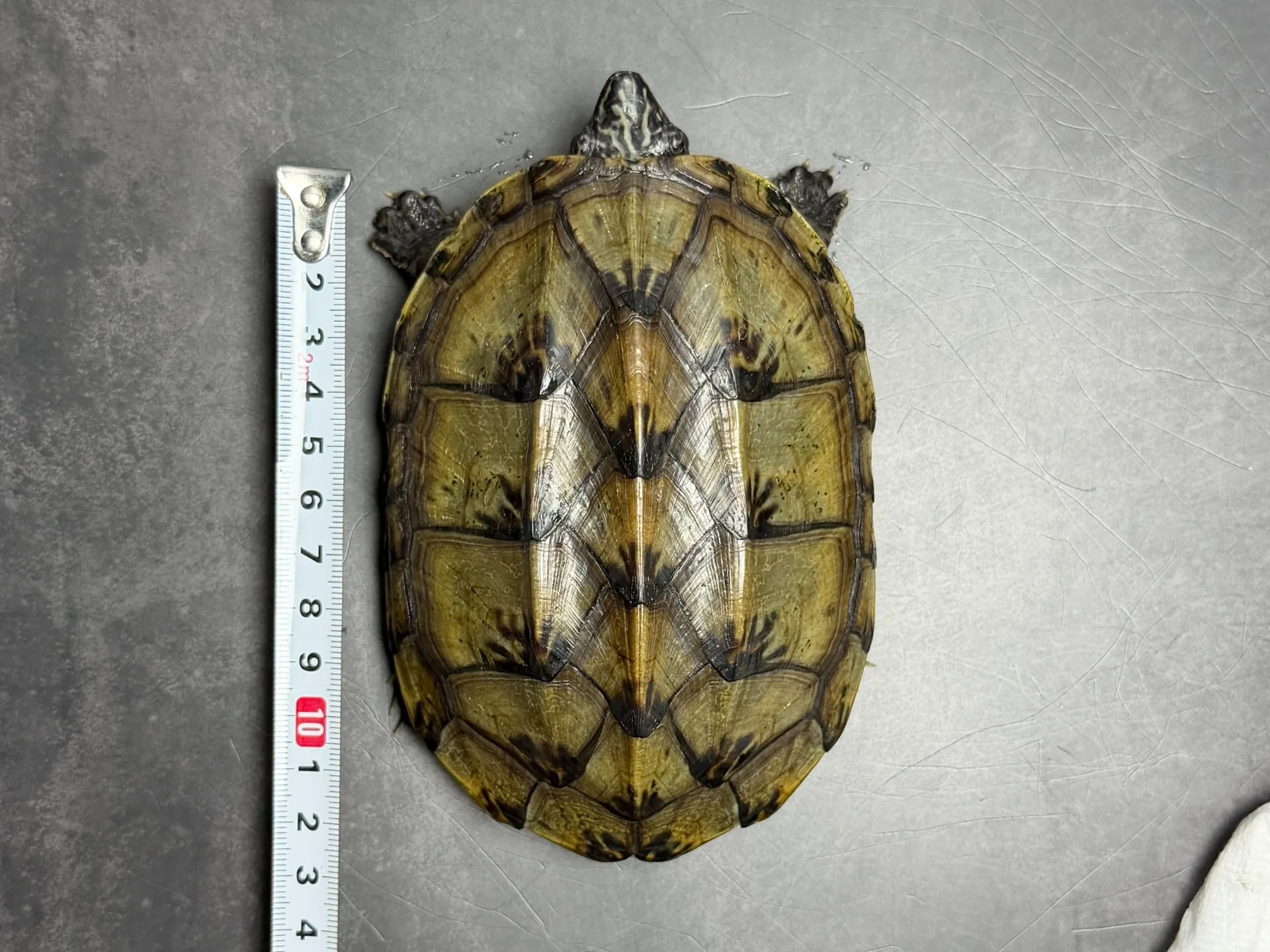 ジャイアントマスクタートル ♀（13cm）