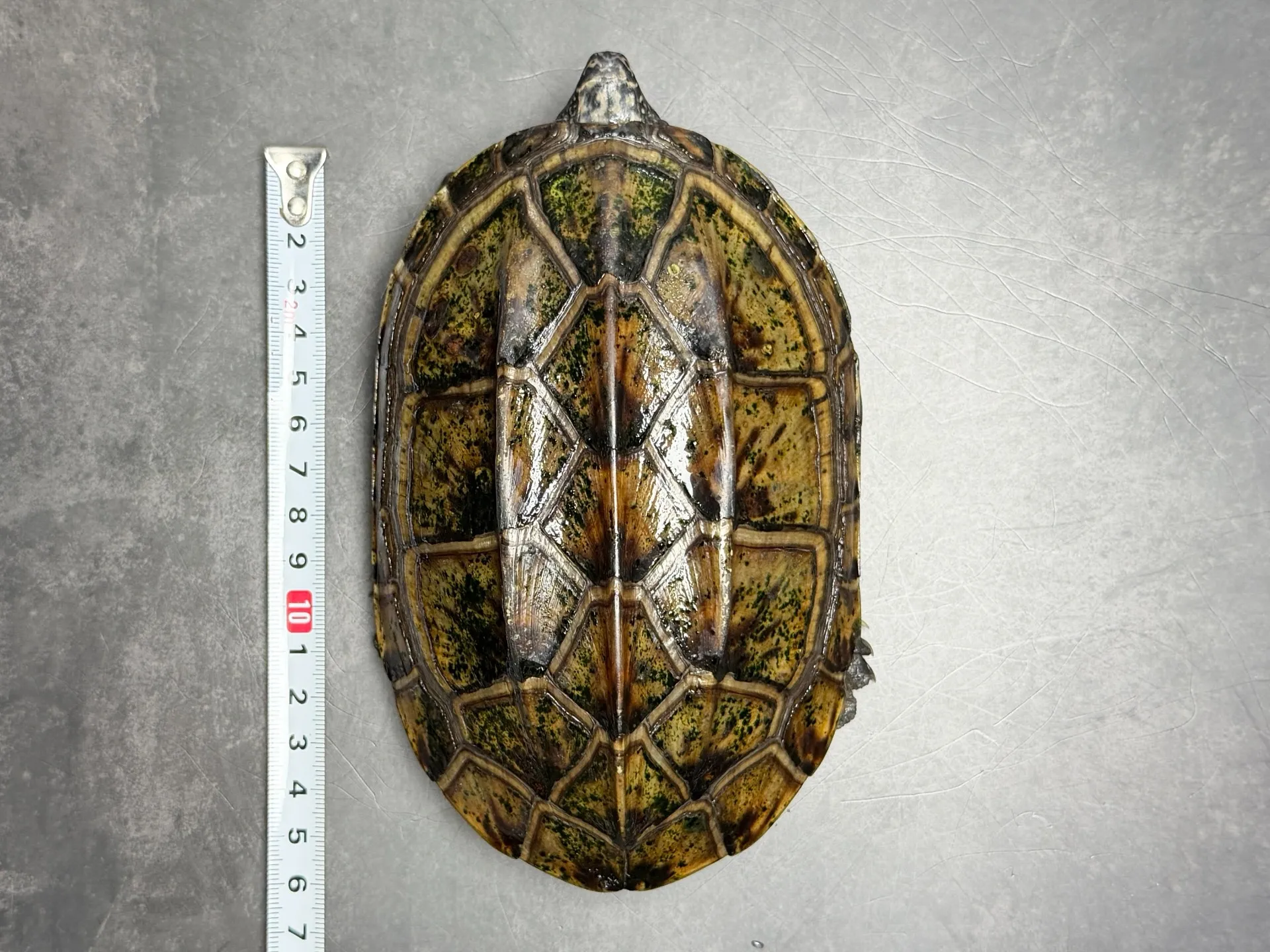 ジャイアントマスクタートル ♂（17cm）