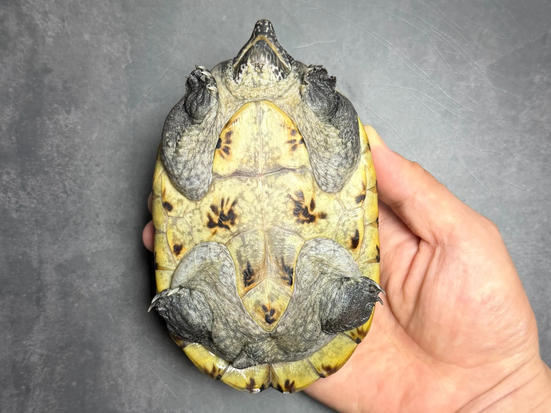 ジャイアントマスクタートル 多甲♀（13cm）