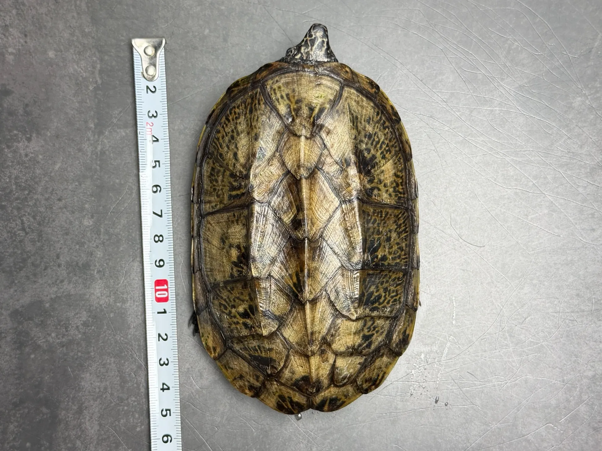 ジャイアントマスクタートル 多甲♀（13cm）