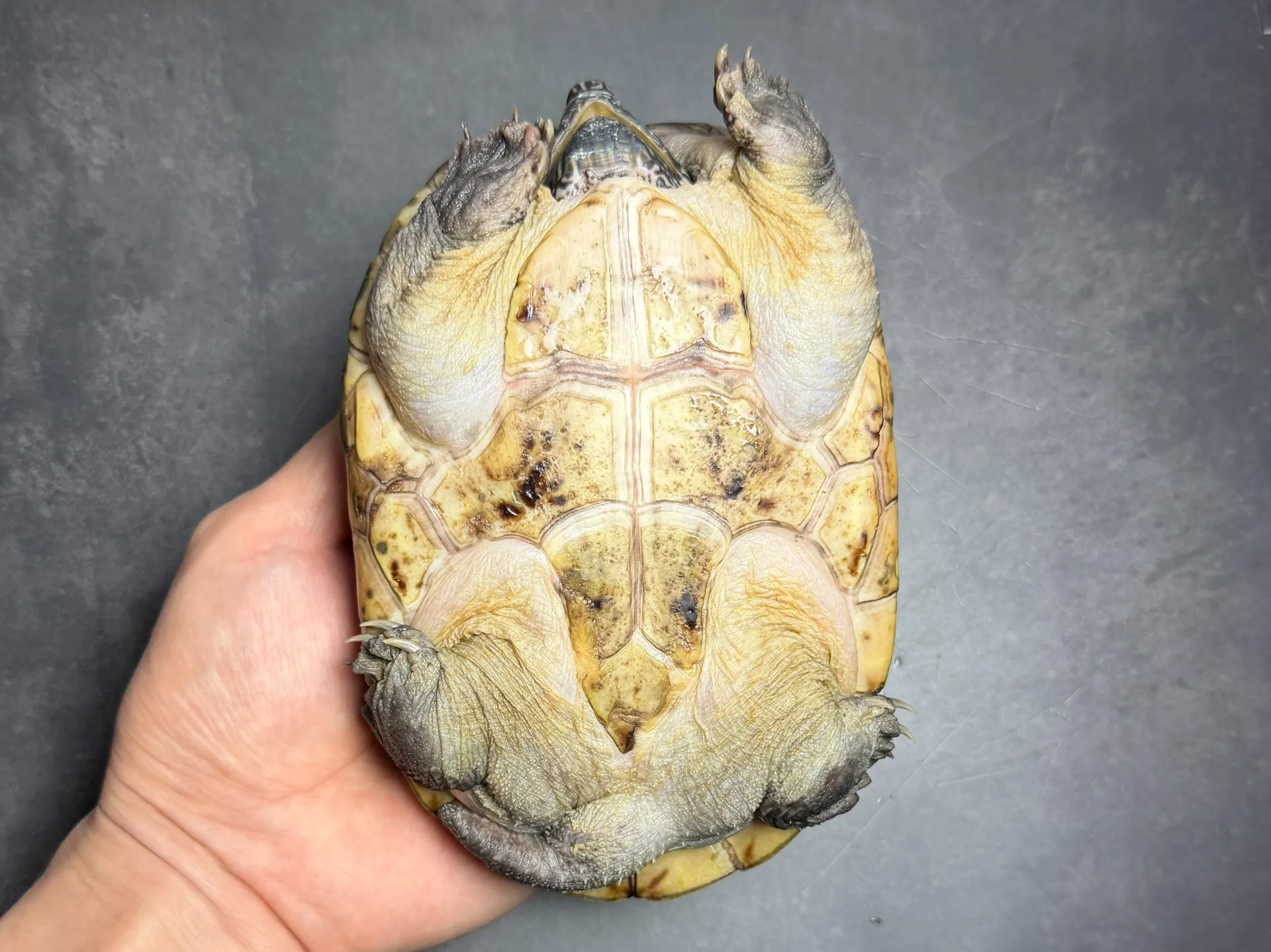 ジャイアントマスクタートル ♂（17cm）