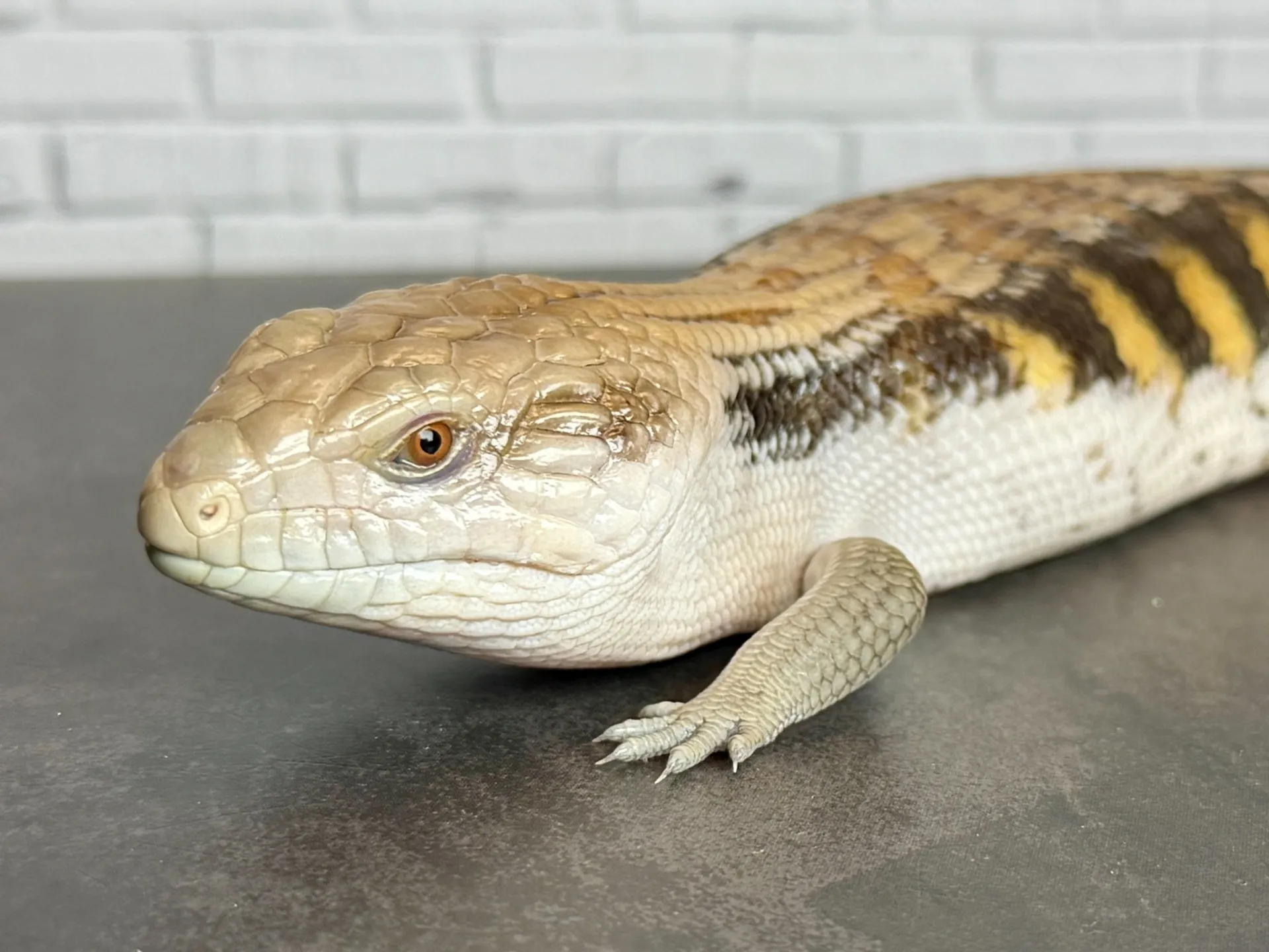 キタアオジタトカゲ（28cm）