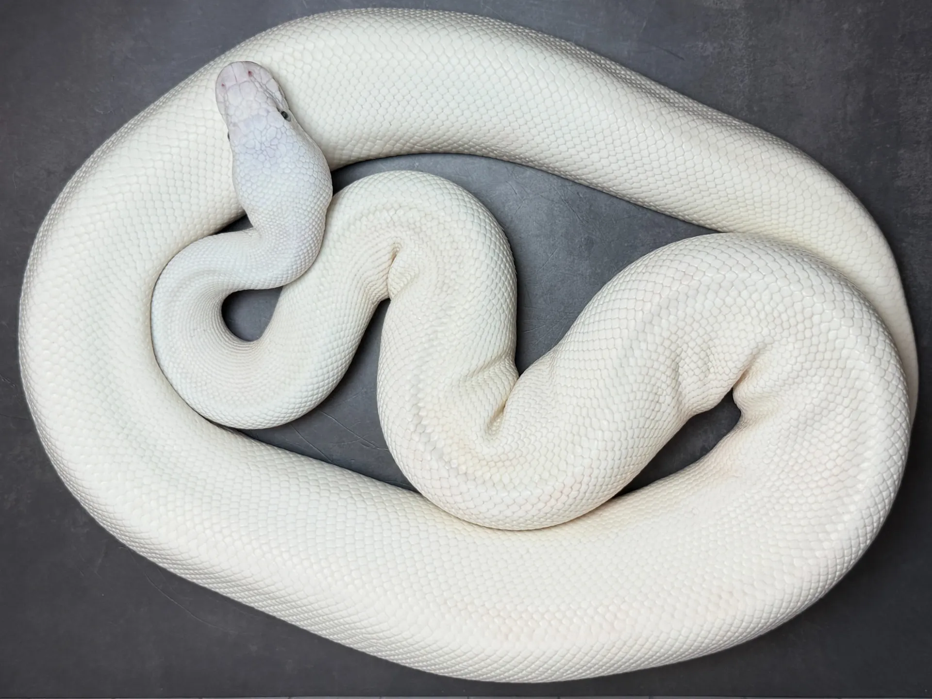 ボールパイソン BEL（スーパーレッサー）♀