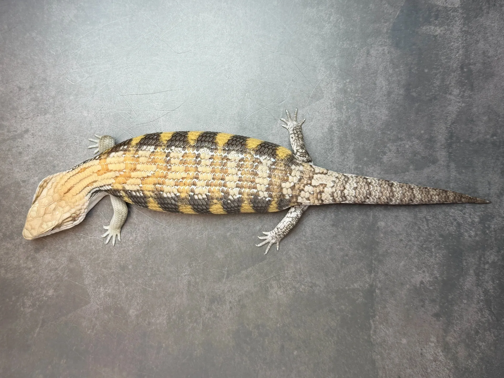 キタアオジタトカゲ（28cm）