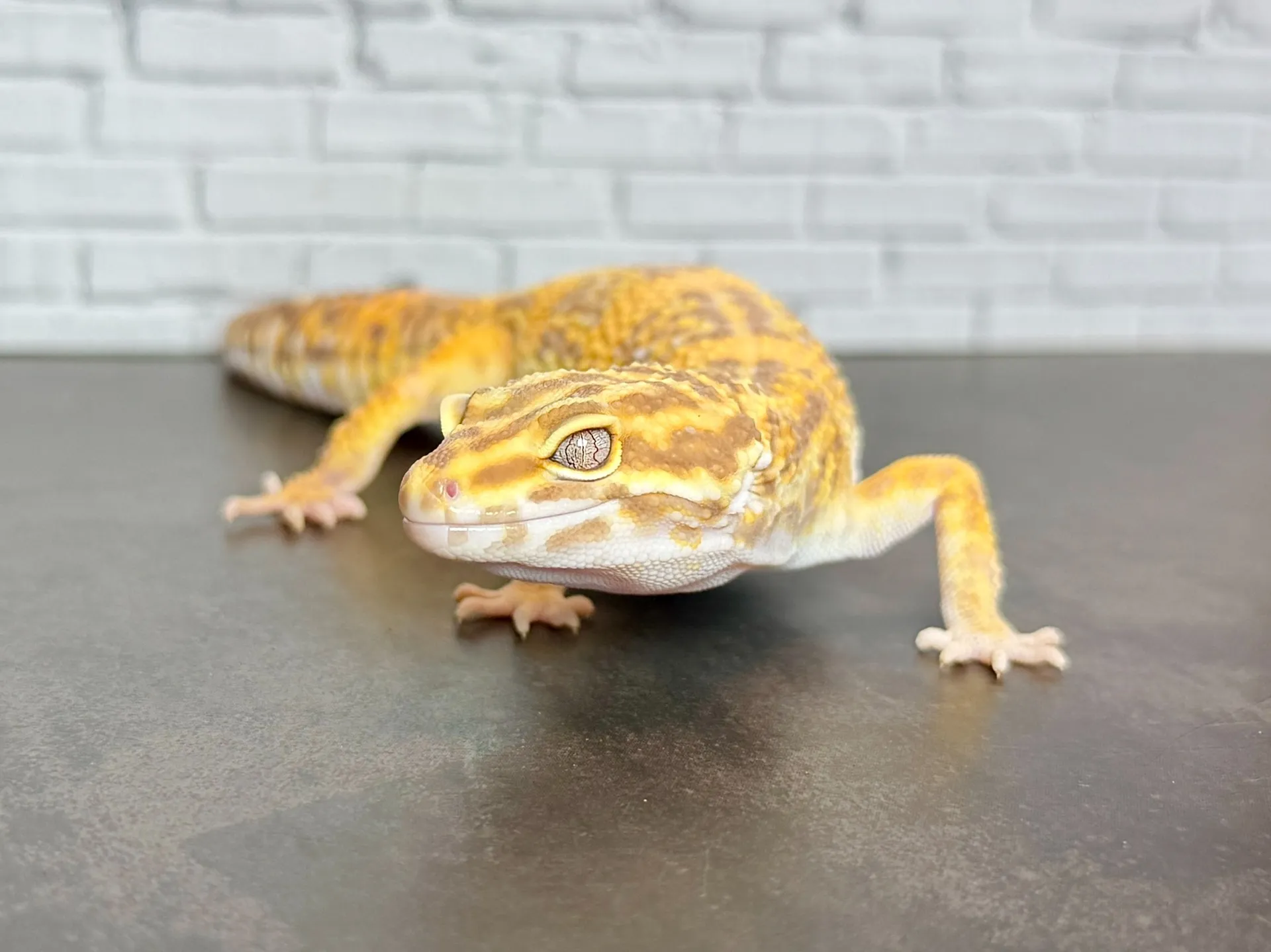 ヒョウモントカゲモドキ トレンパーアルビノ（レッドボーンライン）♀
