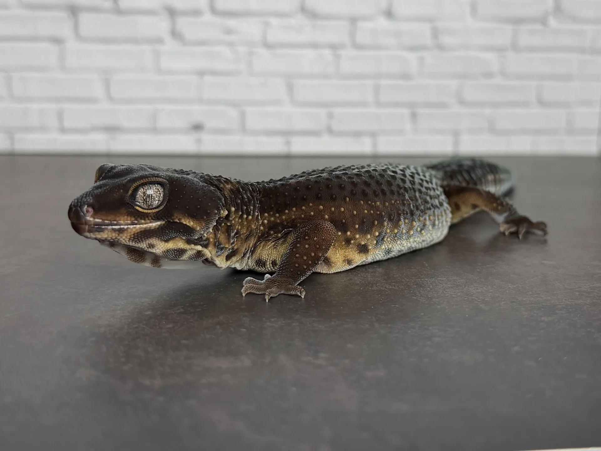 ヒョウモントカゲモドキ ブラックナイト♀