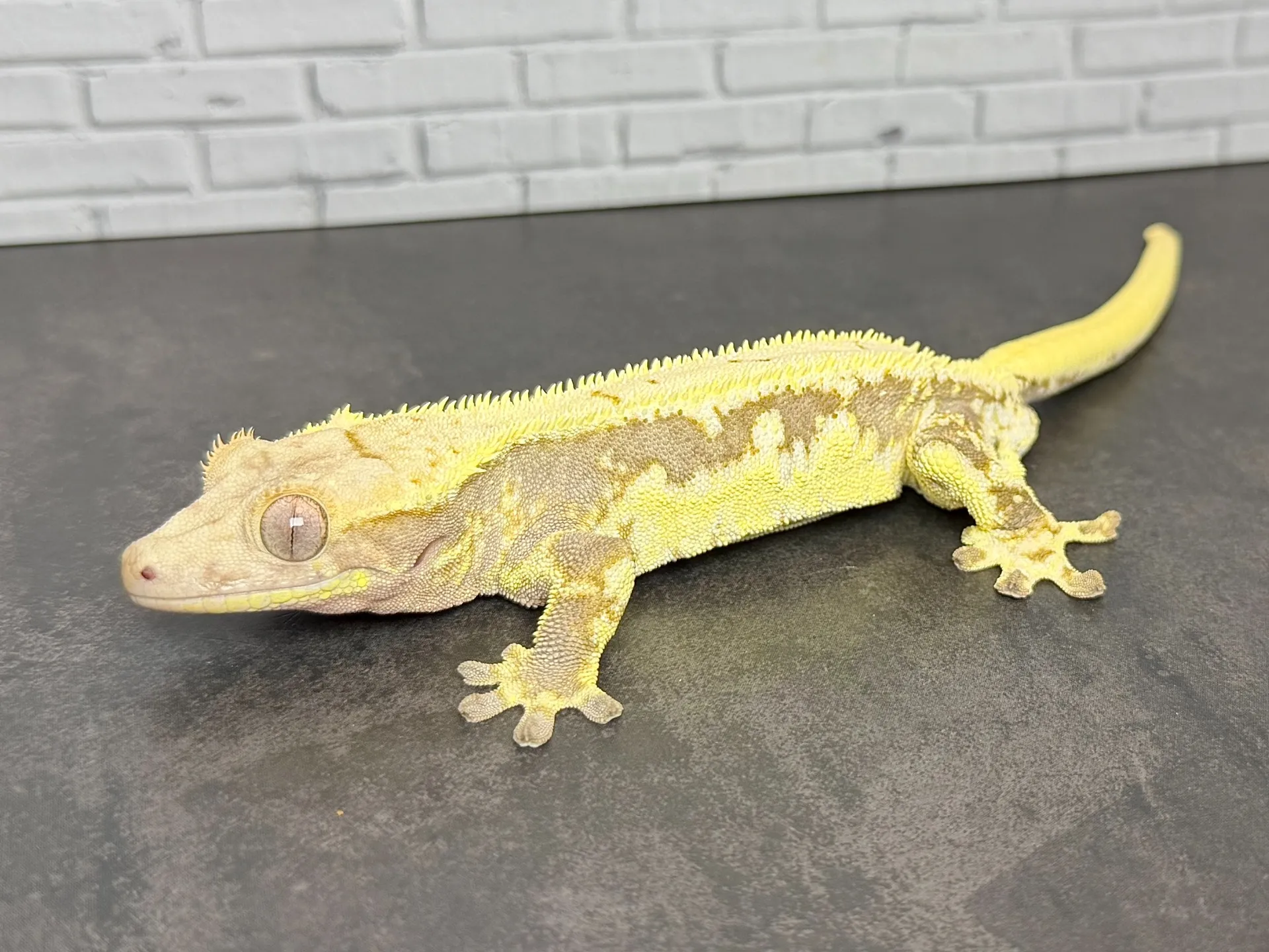 クレステッドゲッコー リリーホワイト♂