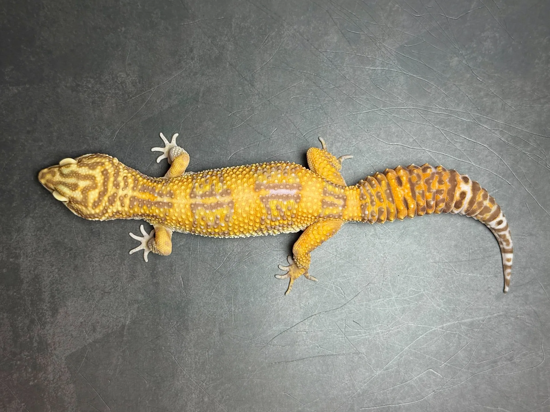 ヒョウモントカゲモドキ トレンパーアルビノ（レッドボーンライン）♀