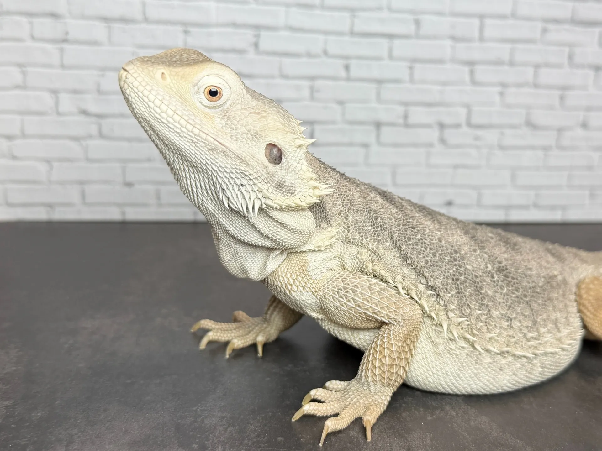 フトアゴヒゲトカゲ ハイポゼロ♀