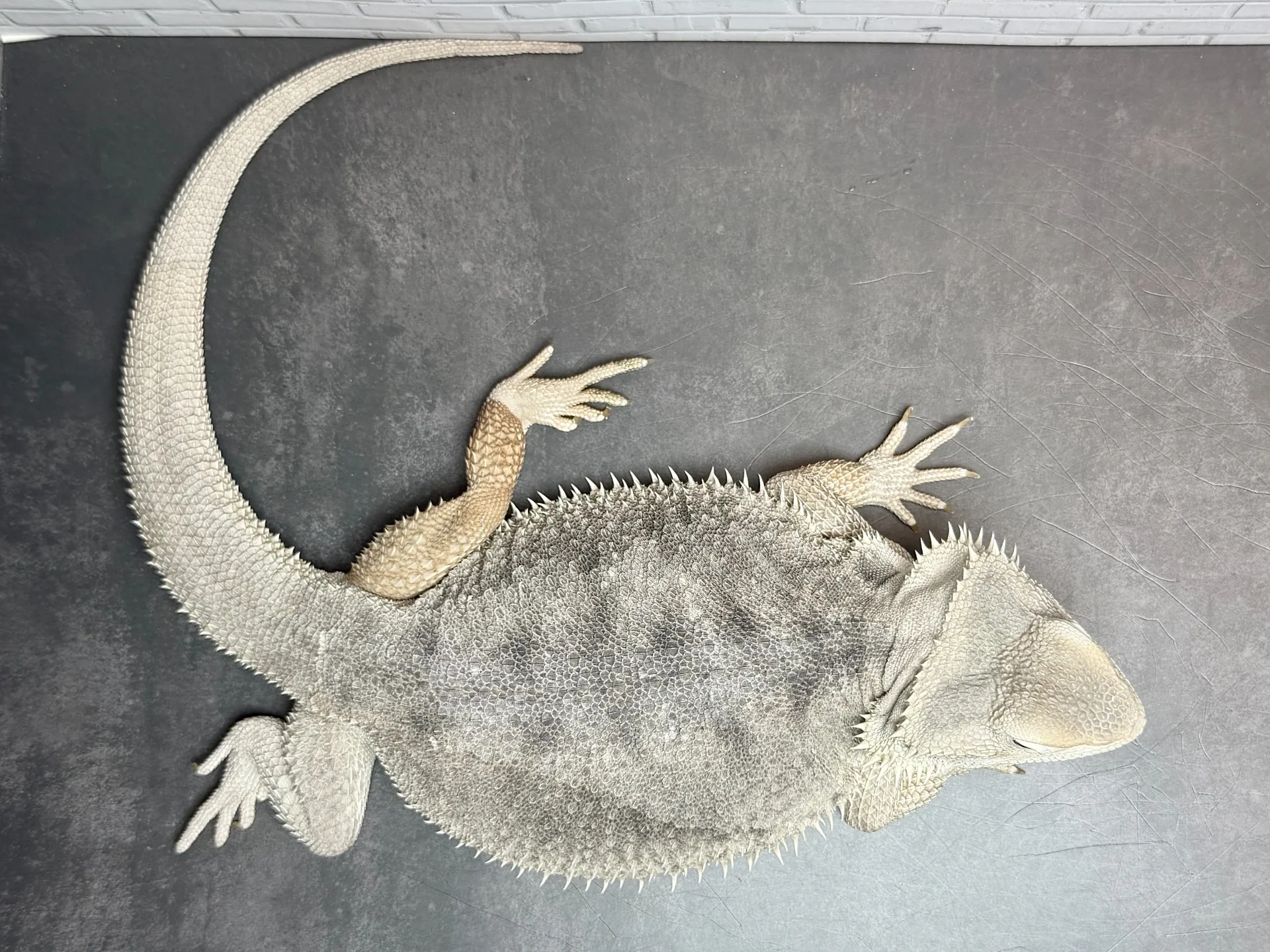 フトアゴヒゲトカゲ ハイポゼロ♀
