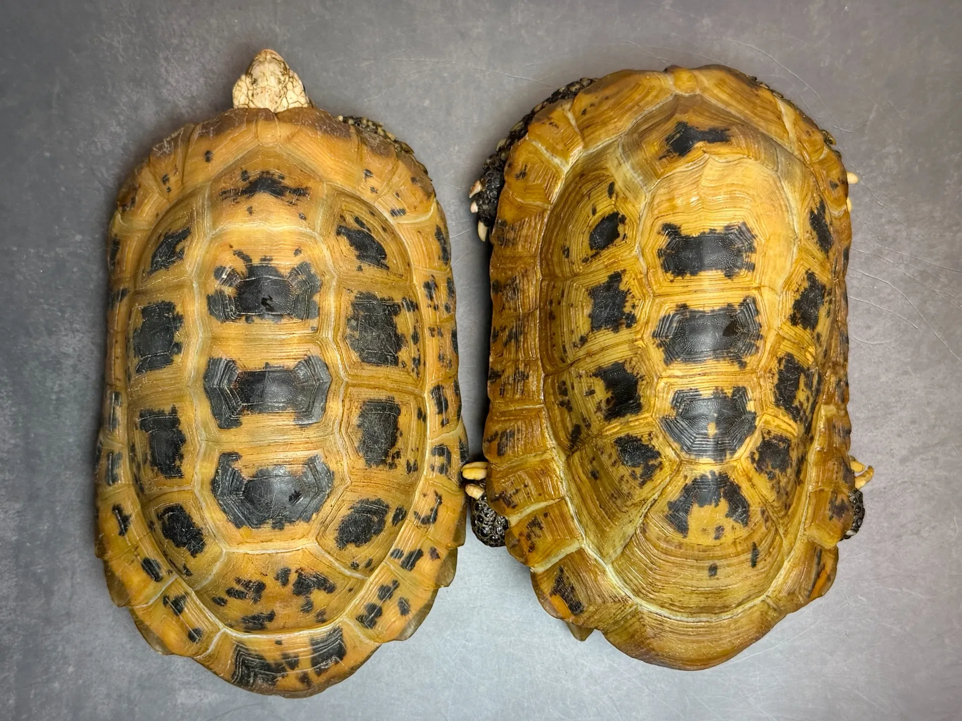 WCエロンガータリクガメ ペア