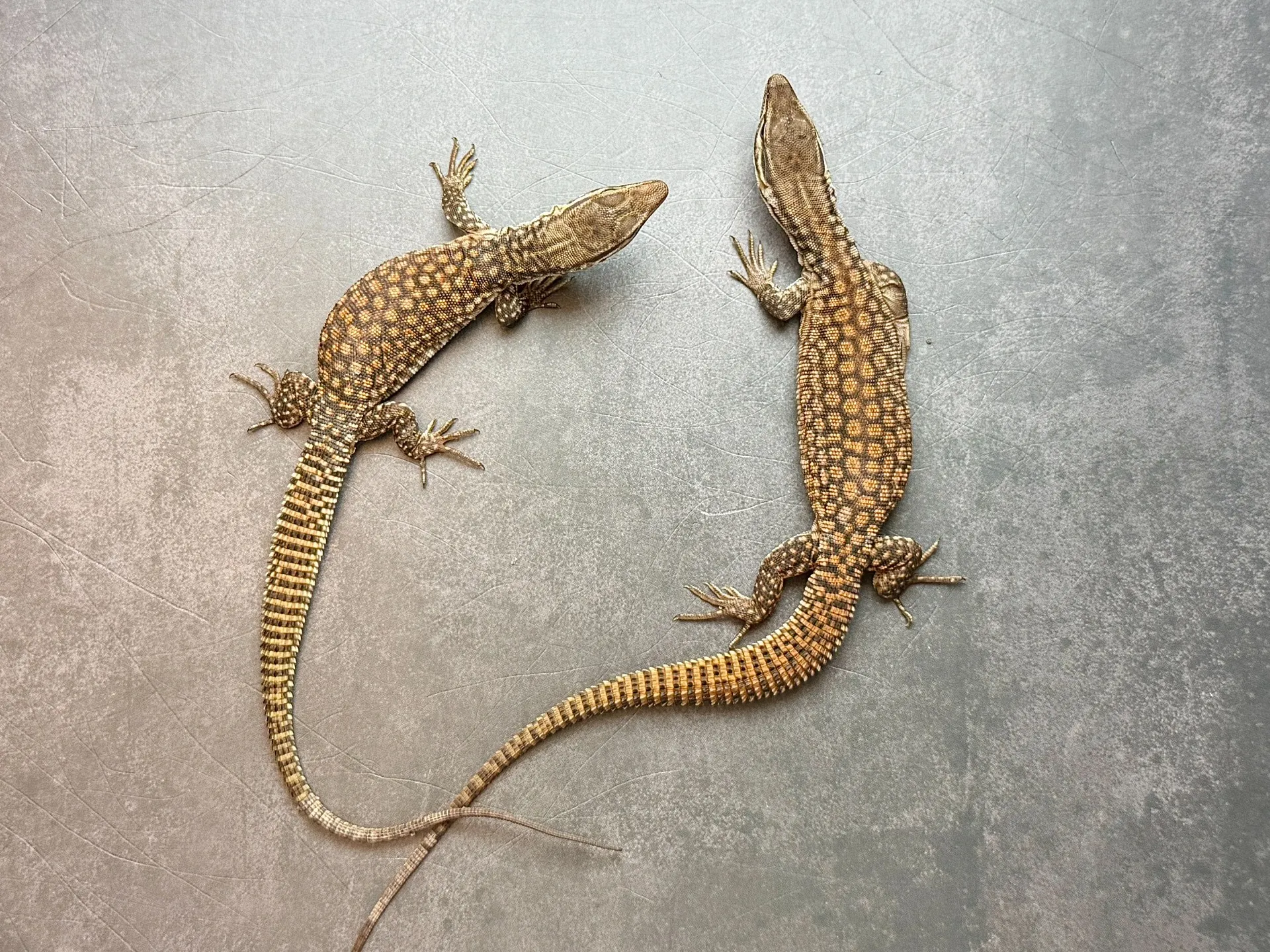 リッジテールモニター
