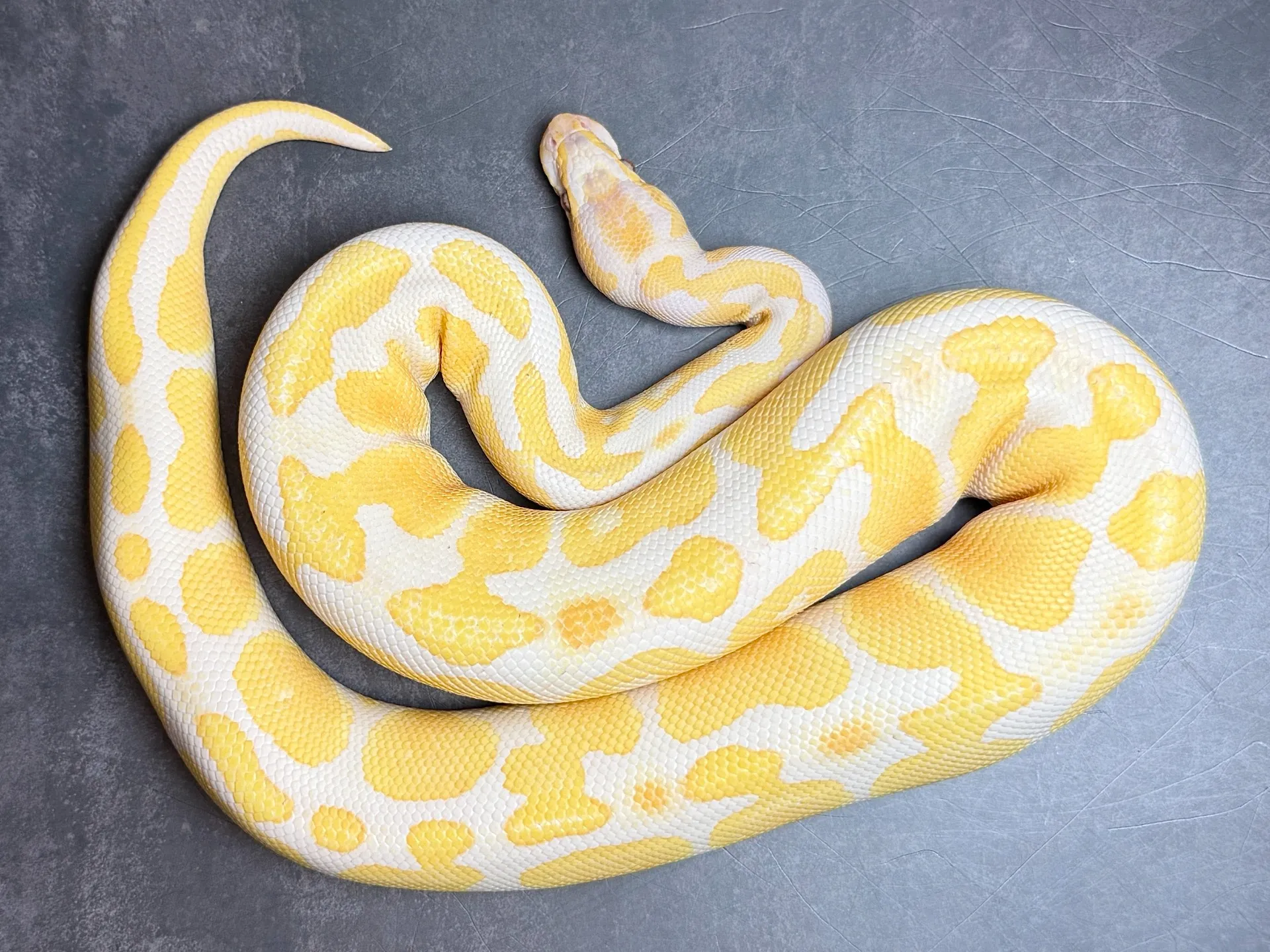ボールパイソン ラベンダーアルビノ♂