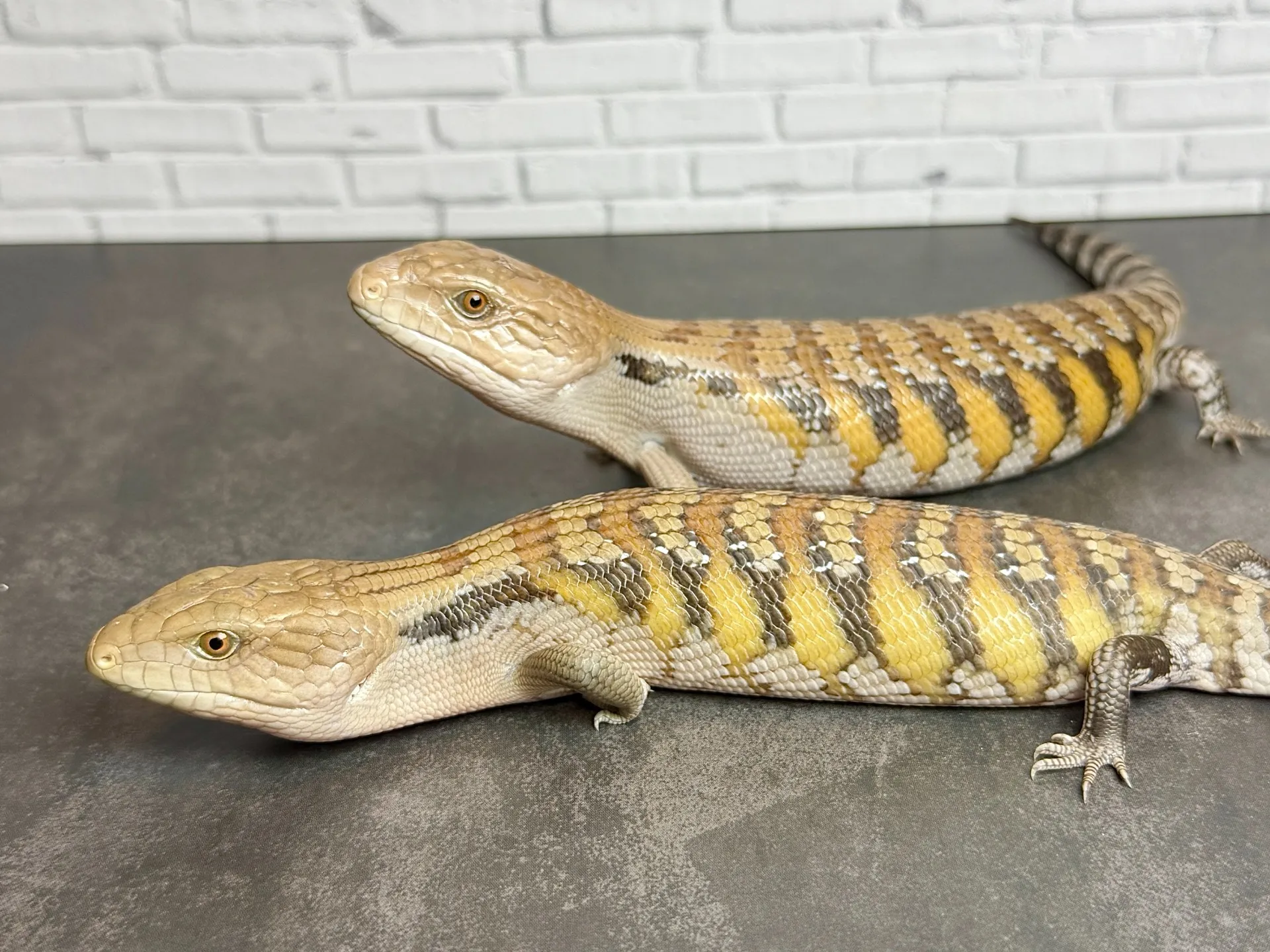 キタアオジタトカゲ