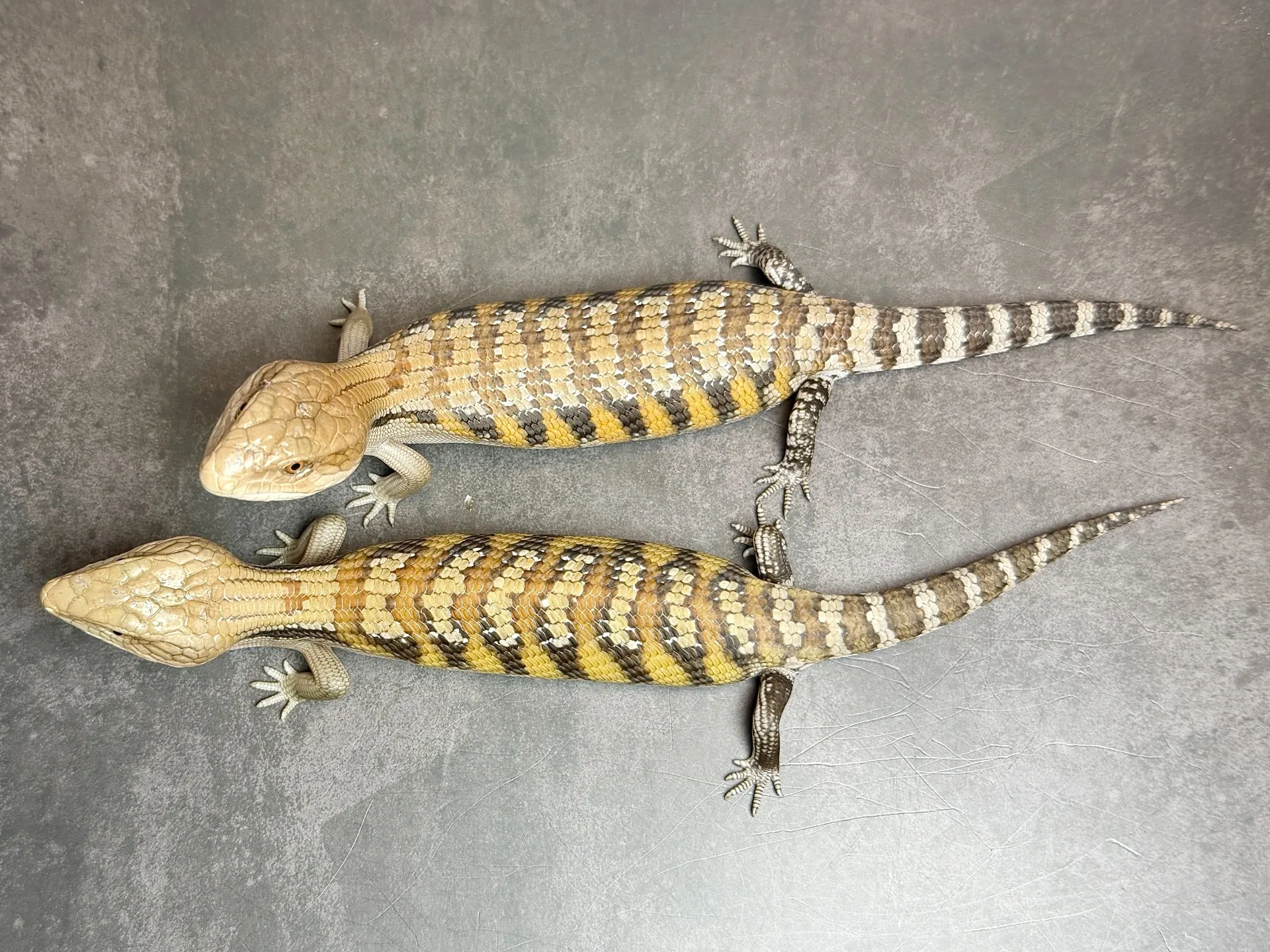 キタアオジタトカゲ