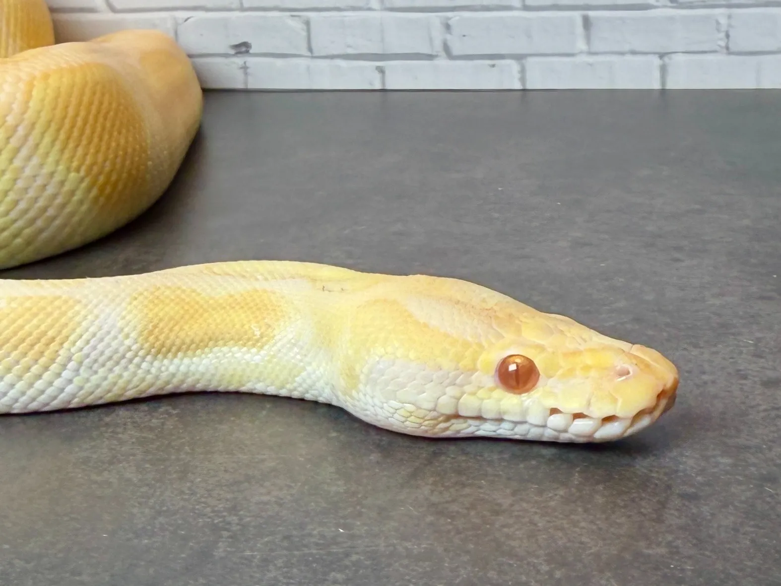 ボールパイソン アルビノブラックパステルエンチ♀