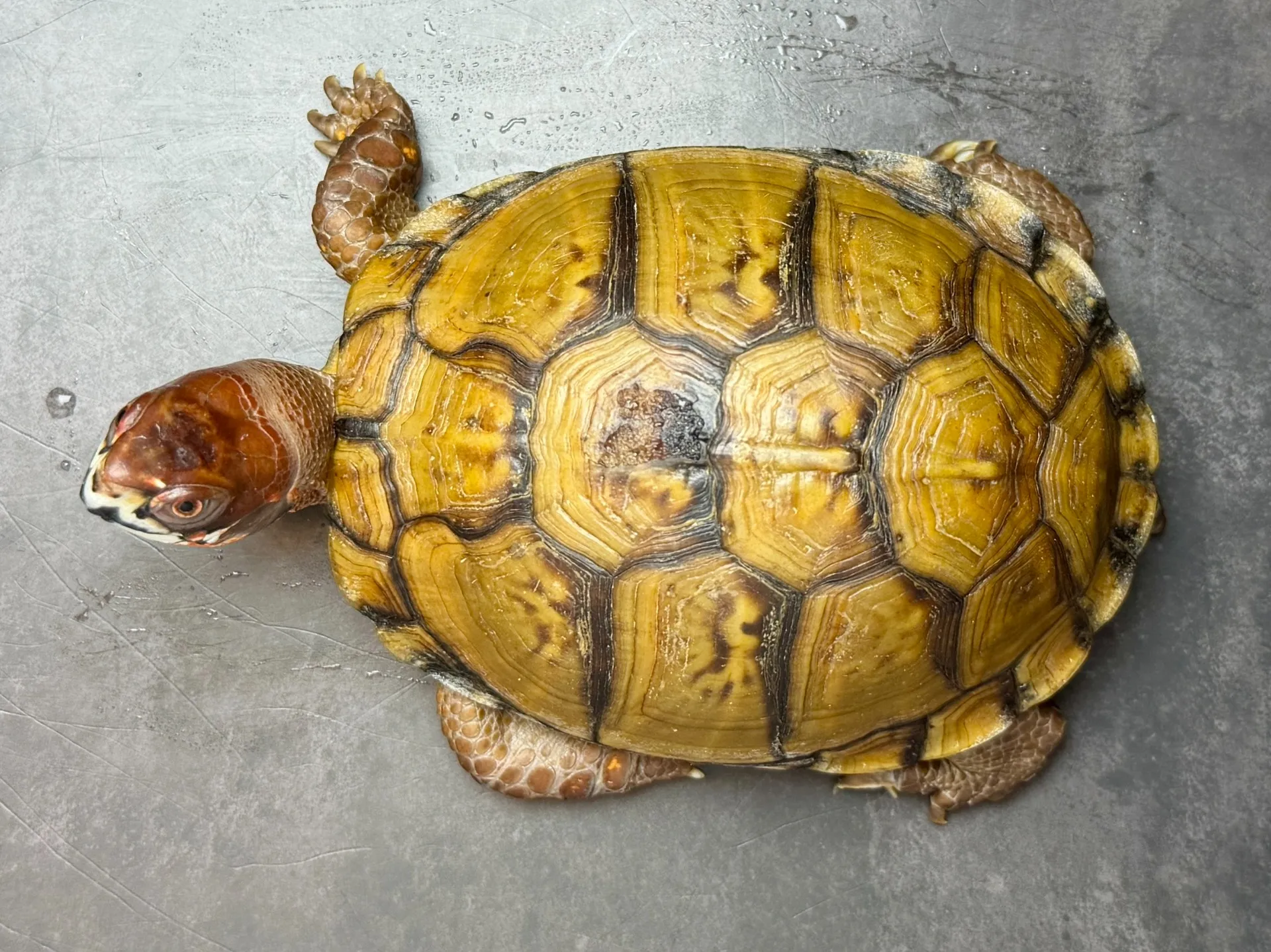 ミツユビハコガメ♂（繁殖経験あり）