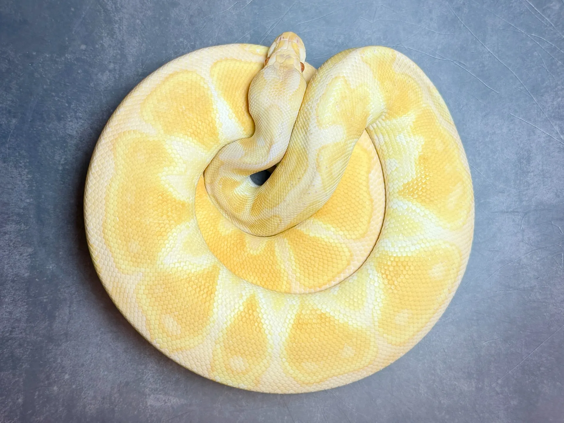 ボールパイソン アルビノブラックパステルエンチ♀