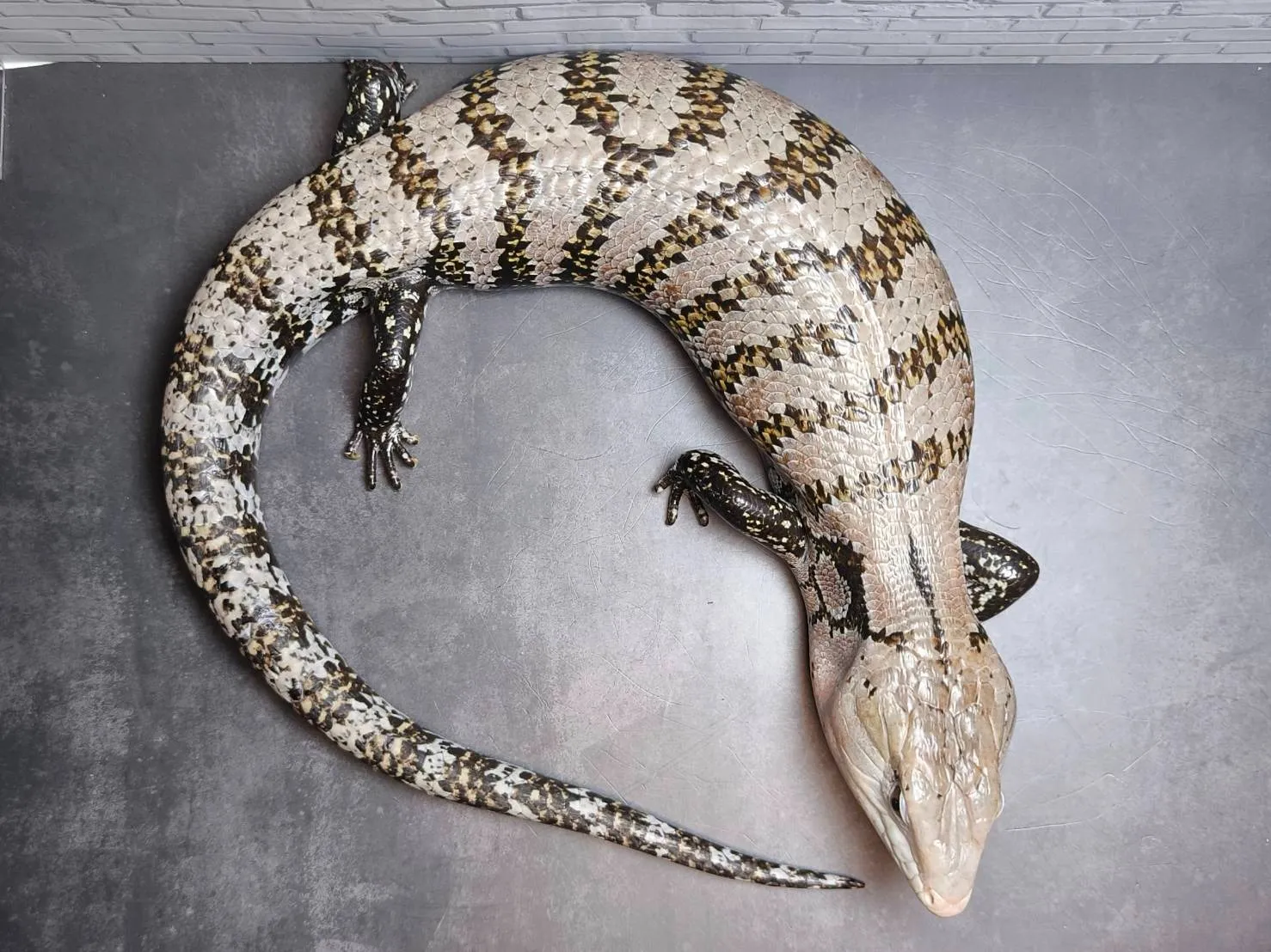 ハルマヘラアオジタトカゲ♂（62cm）