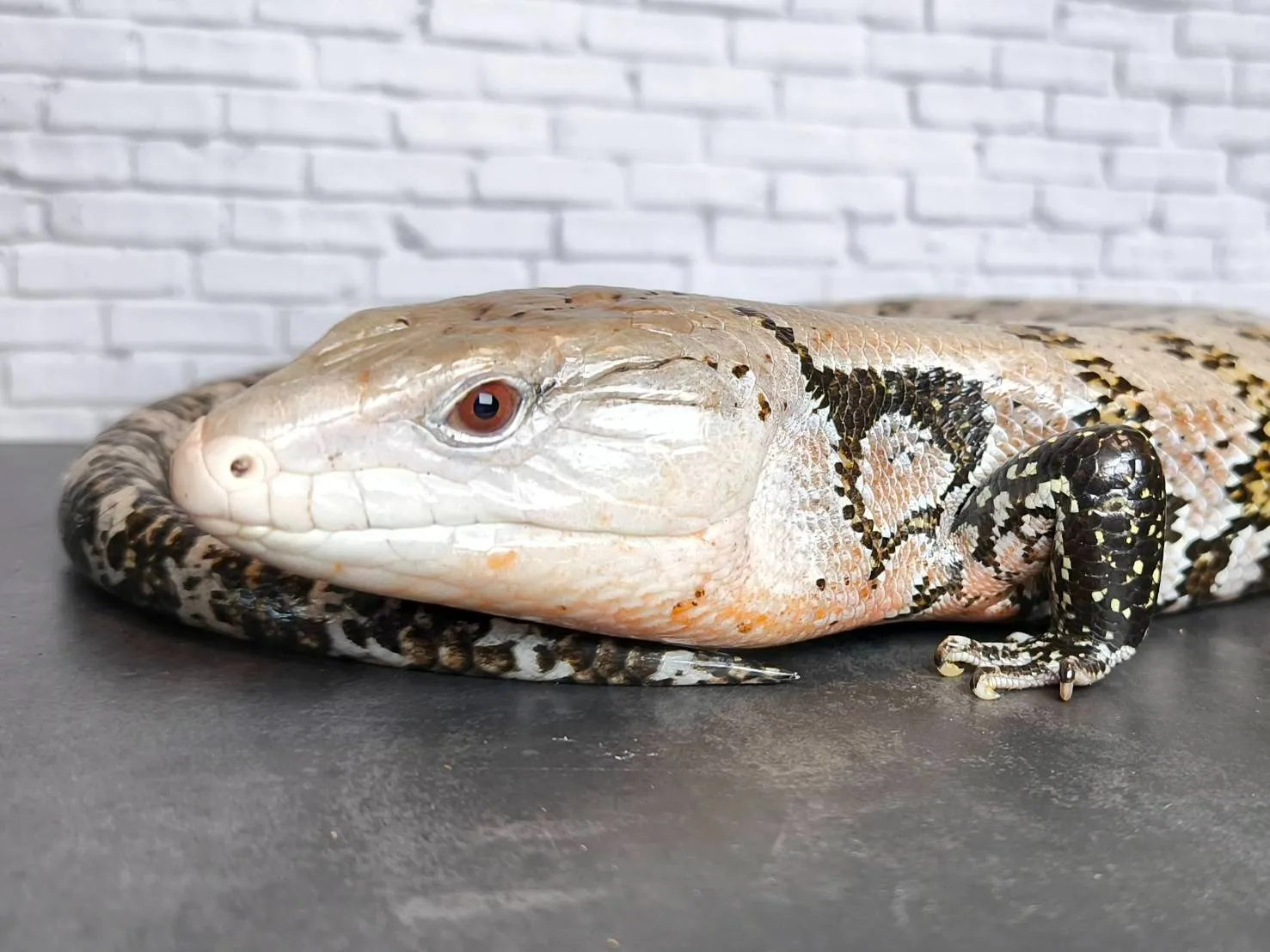 ハルマヘラアオジタトカゲ♂（62cm）