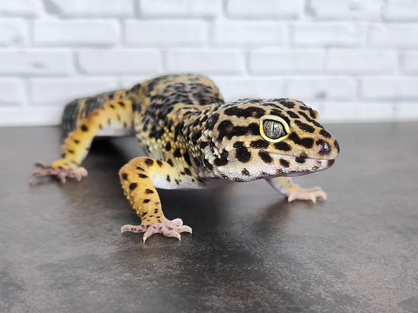 ヒョウモントカゲモドキ ブラックナイトクロス♂