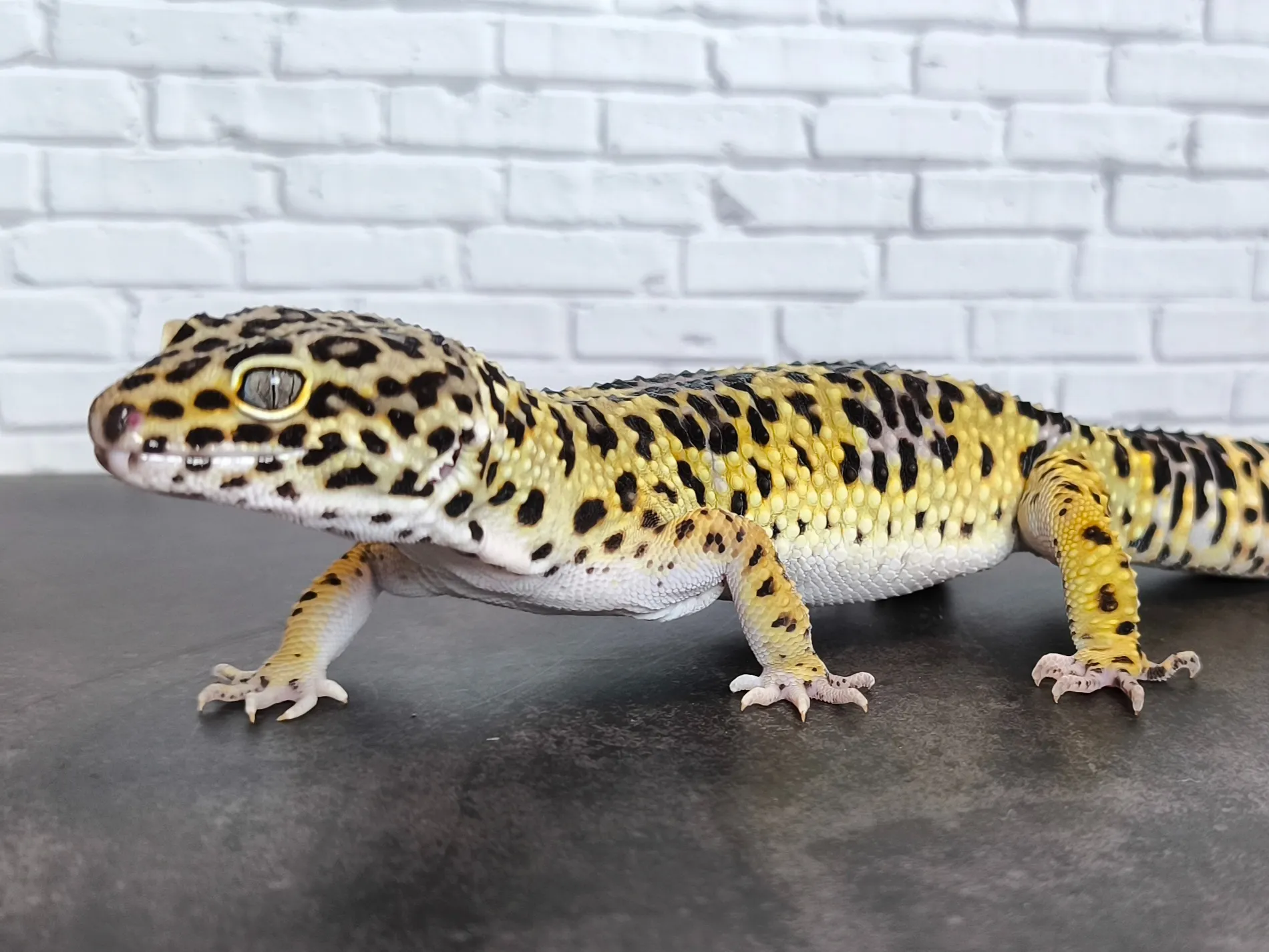 ヒョウモントカゲモドキ ブラックナイトクロス♂