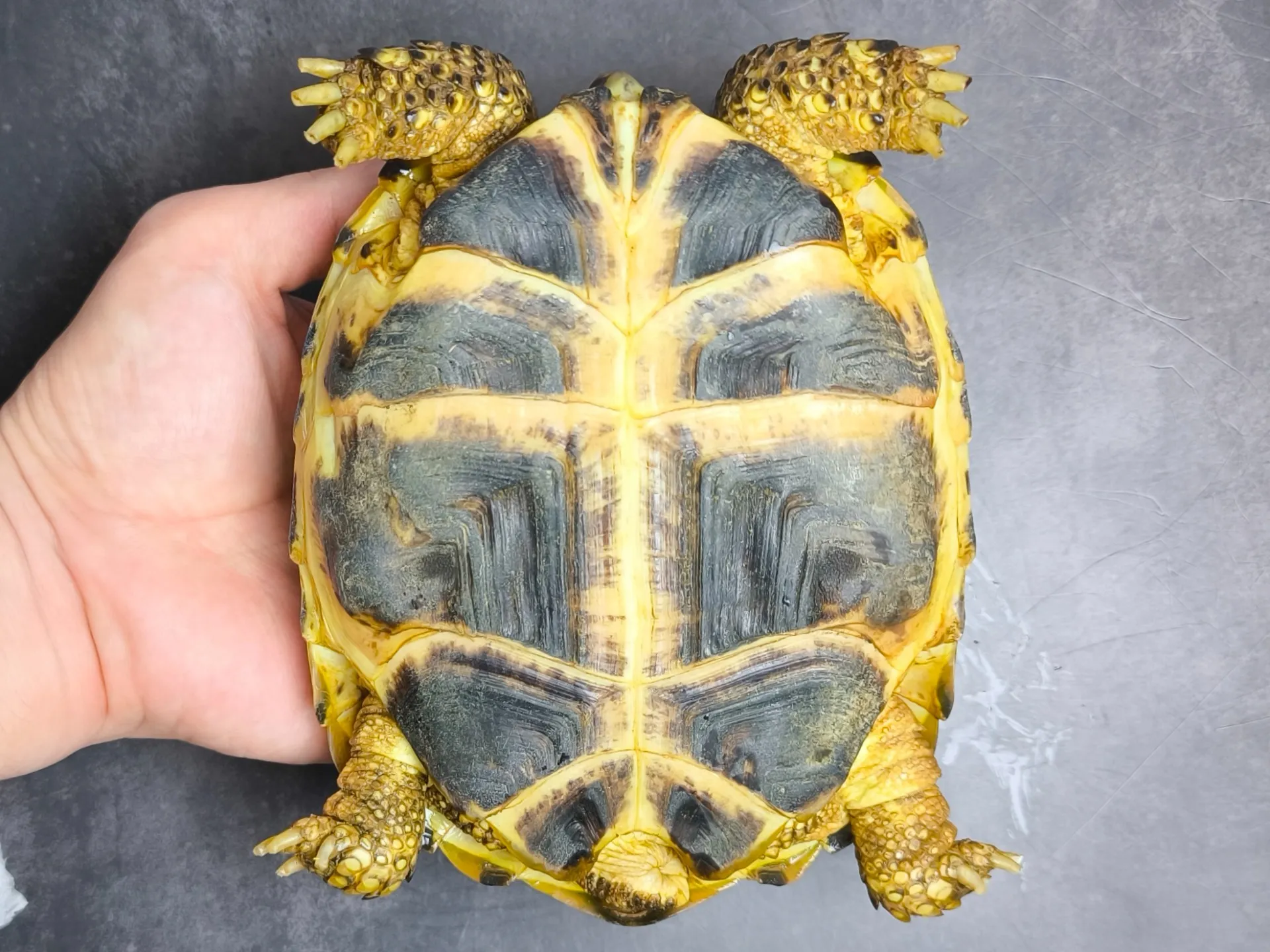 ロシアリクガメ♀（14cm）