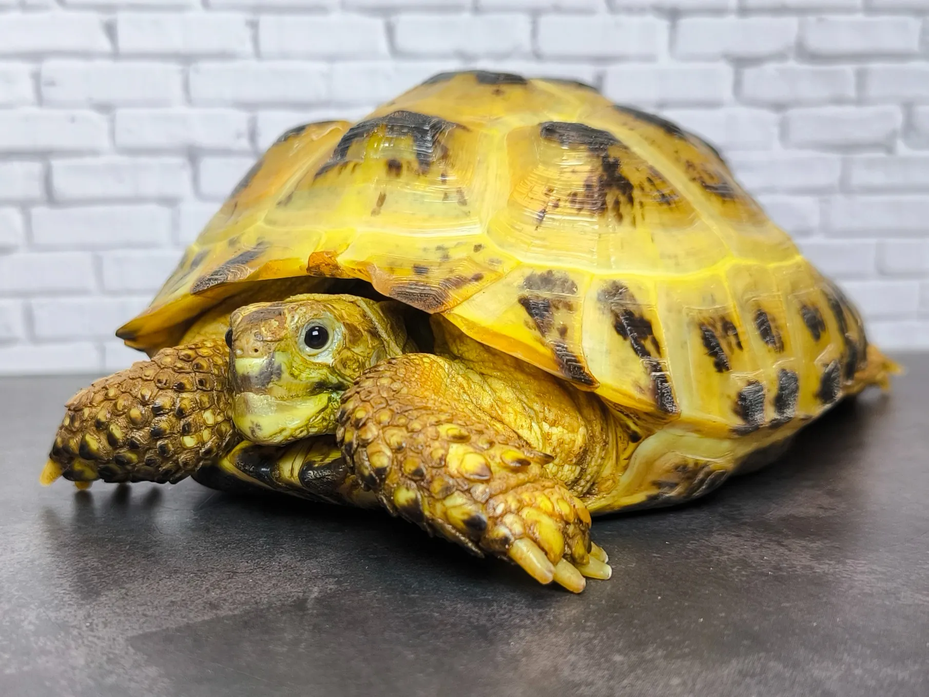 ロシアリクガメ♀（14cm）