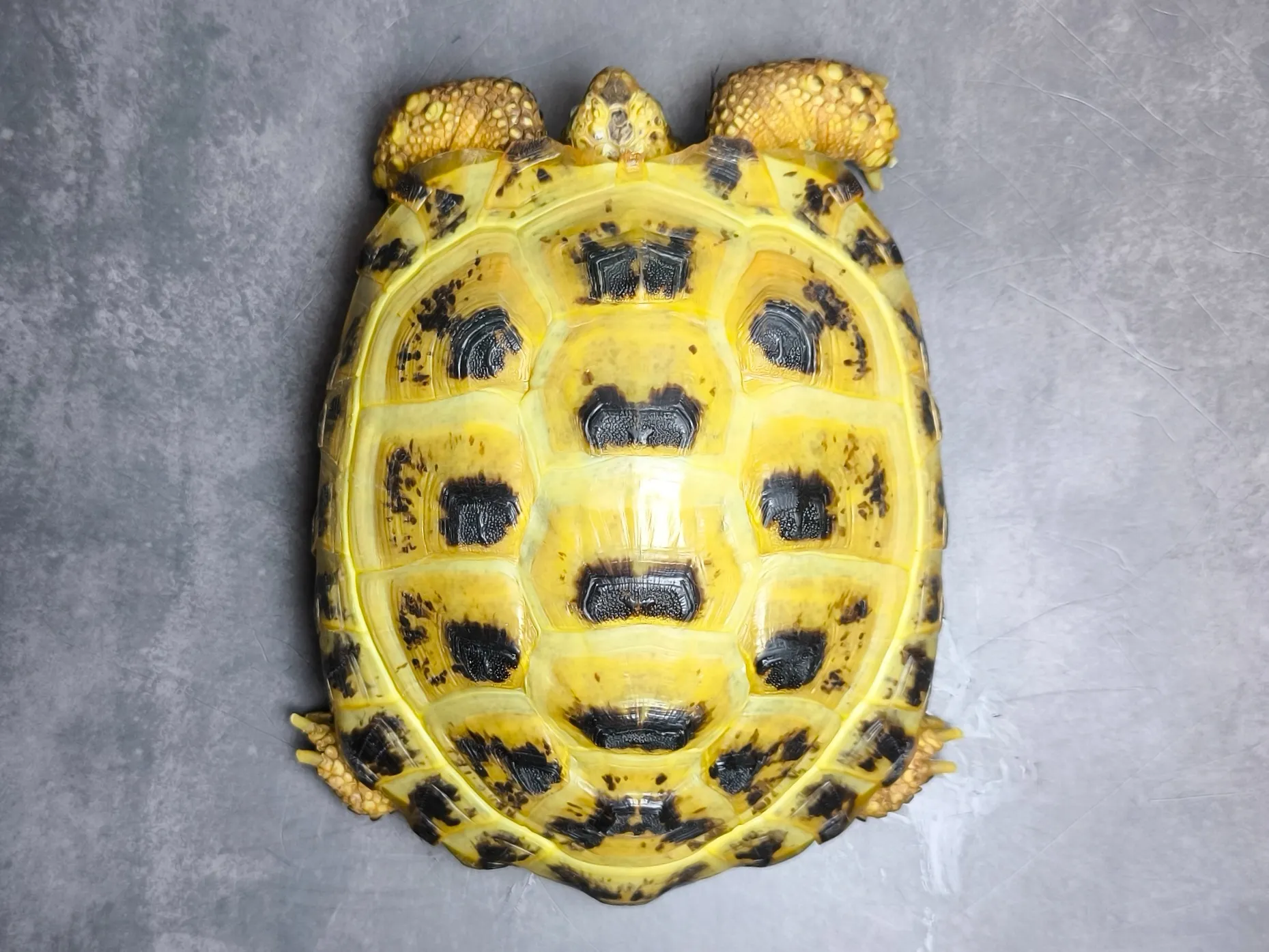 ロシアリクガメ♀(14cm)