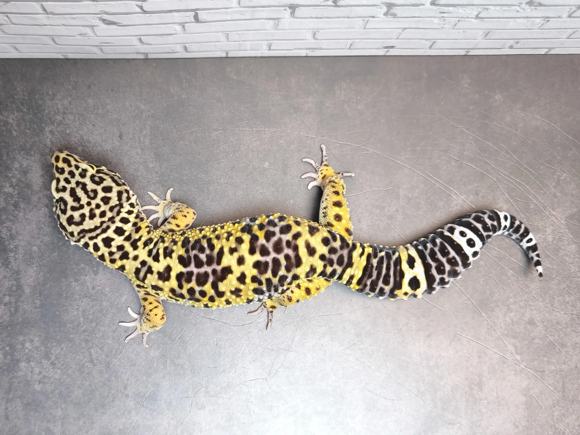 ヒョウモントカゲモドキ ブラックナイトクロス♂