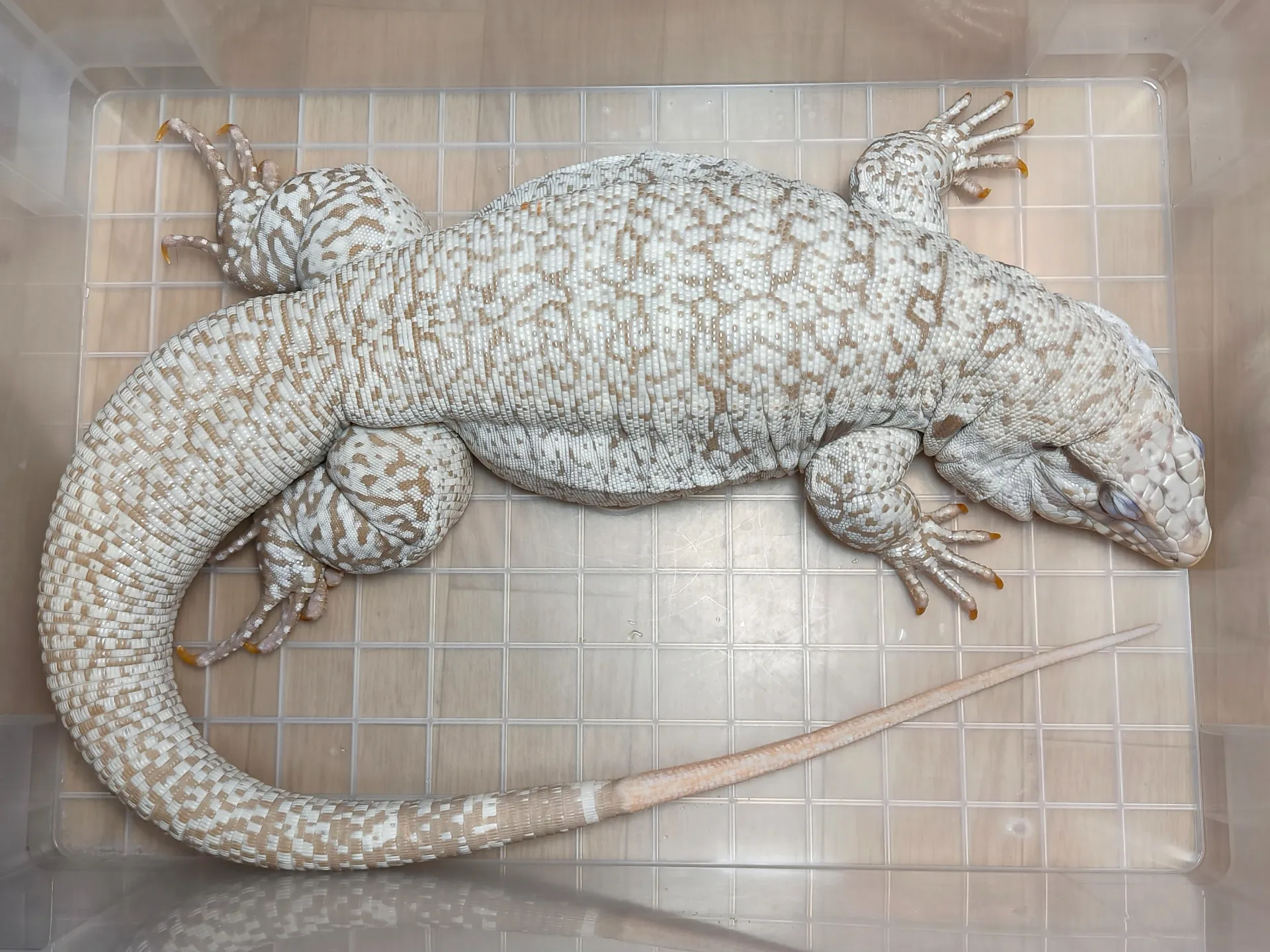 ブルーテグー T-アルビノ♀