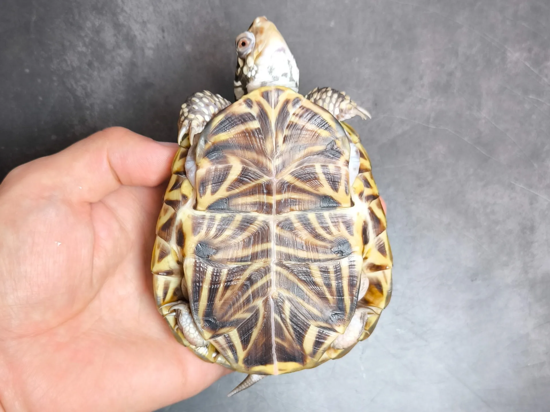 ミナミニシキハコガメ（10cm）