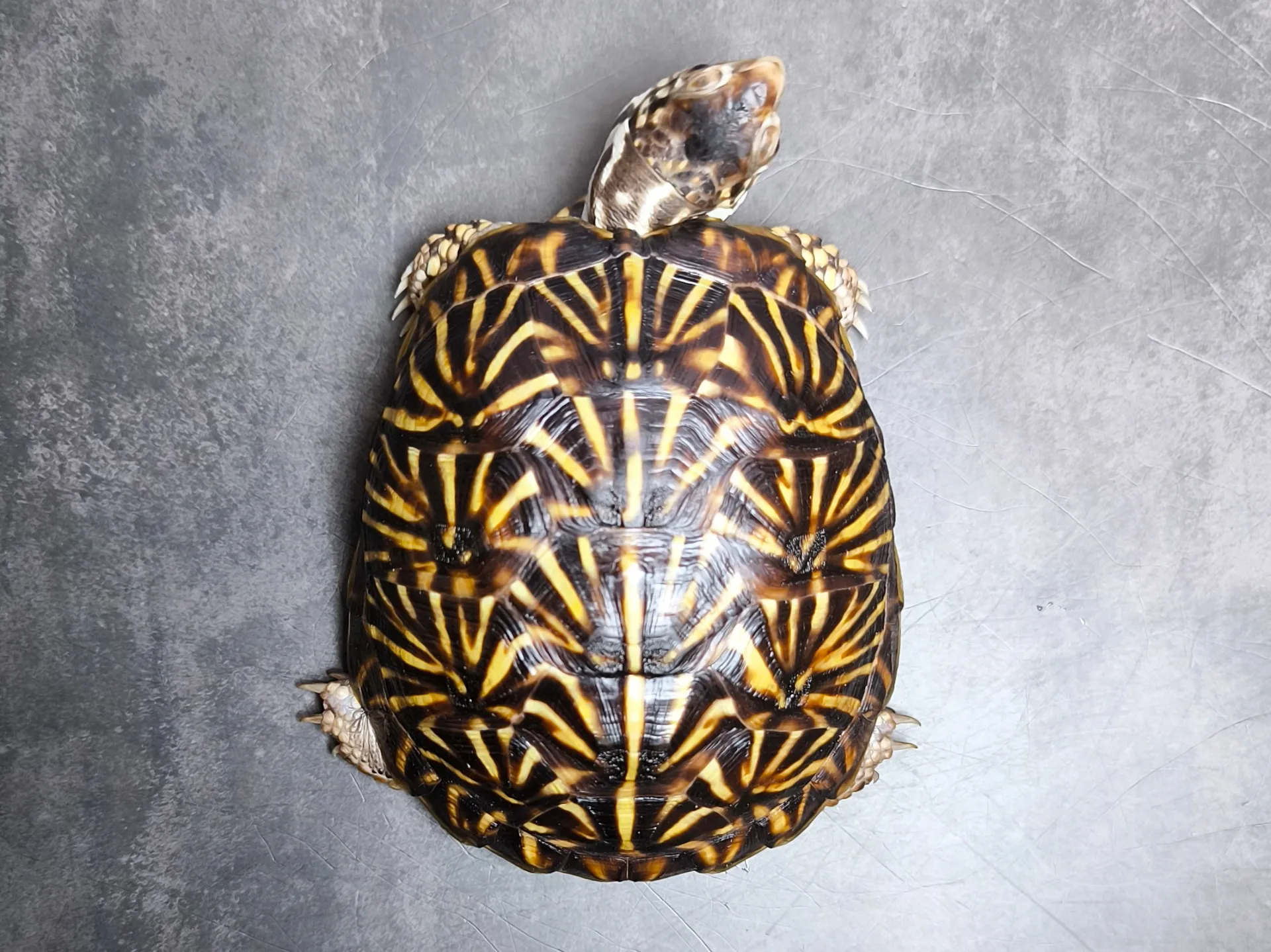 ミナミニシキハコガメ(10cm)