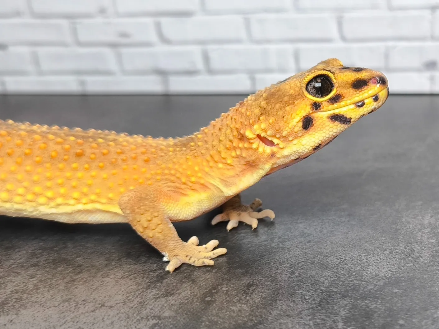 ヒョウモントカゲモドキ タンジェリンエクリプス♀