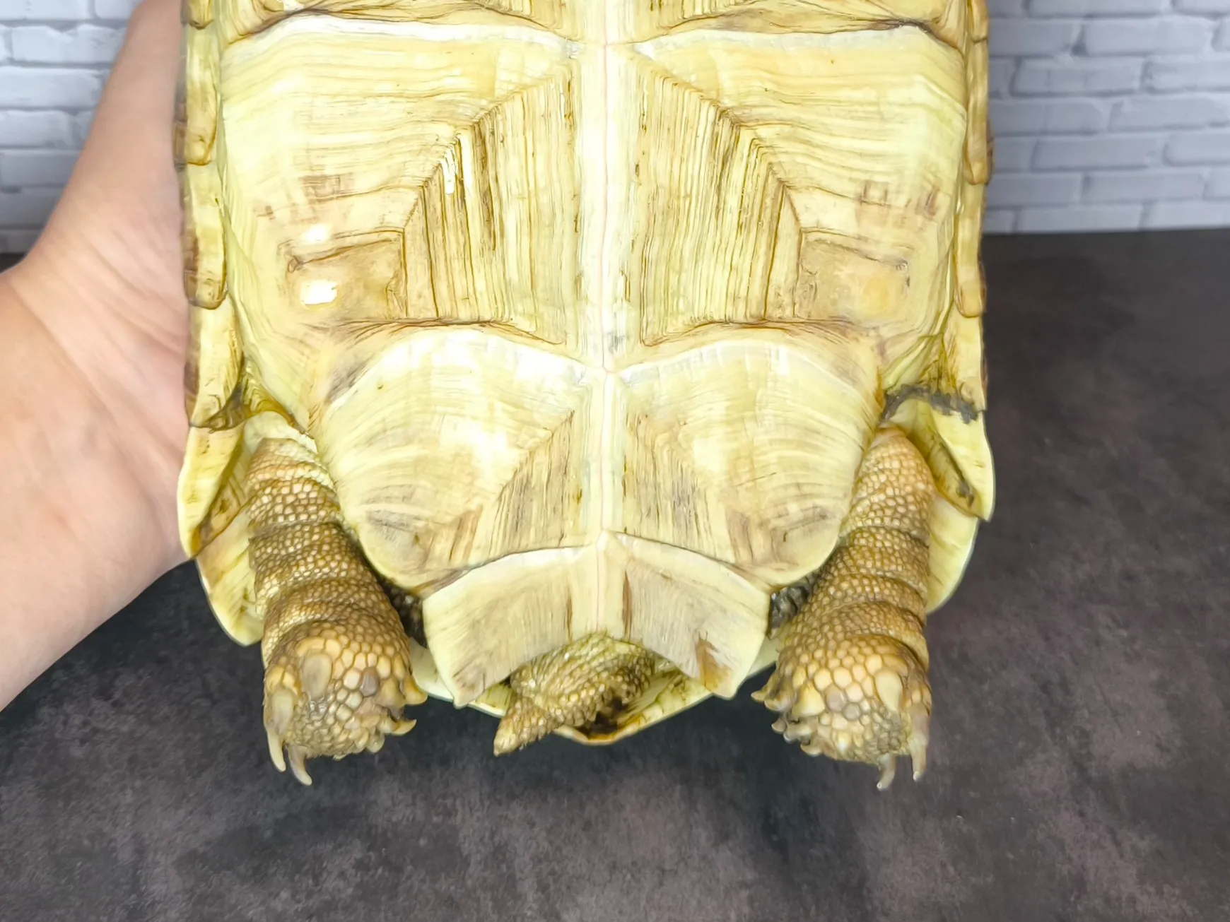 ソマリアヒョウモンリクガメ♀（20cm）