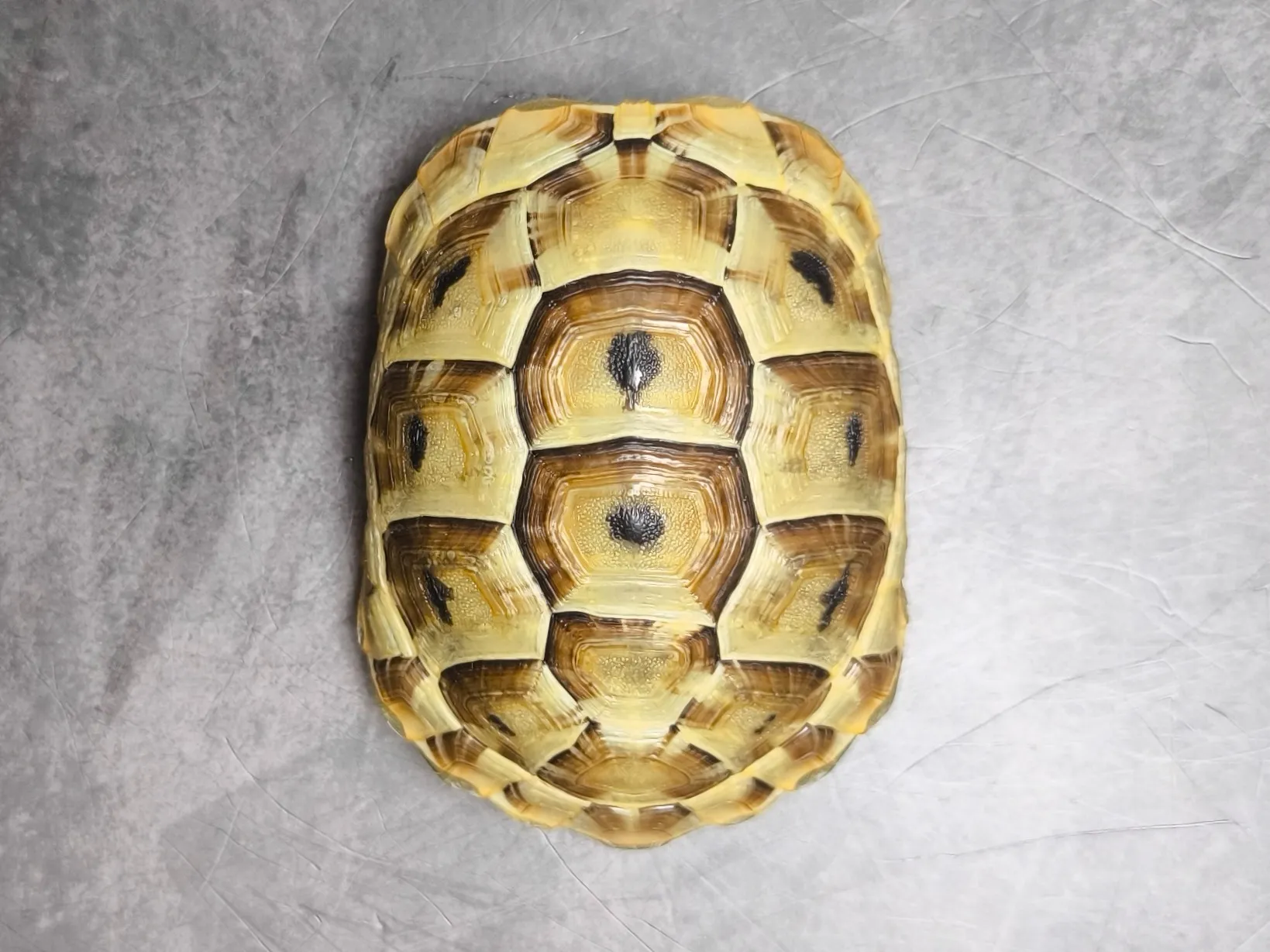 アラブギリシャリクガメ♂（9cm）