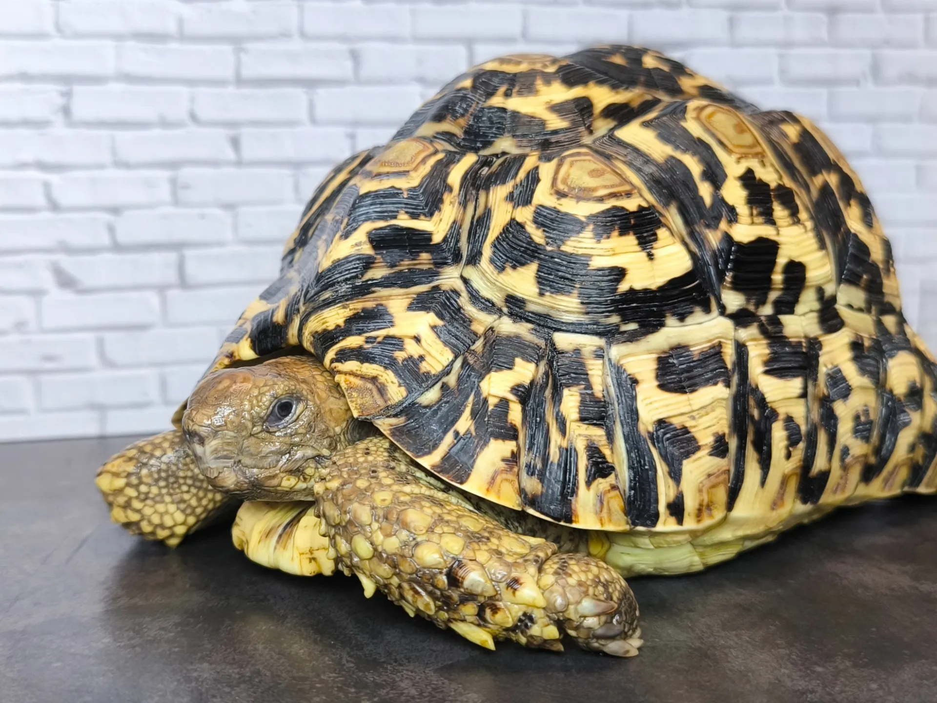 バブコックヒョウモンリクガメ♀（19cm）