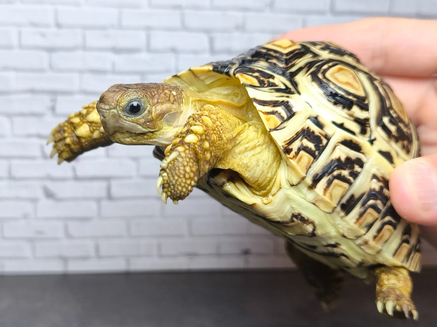 バブコックヒョウモンリクガメ ホワイトタイプ（13cm）