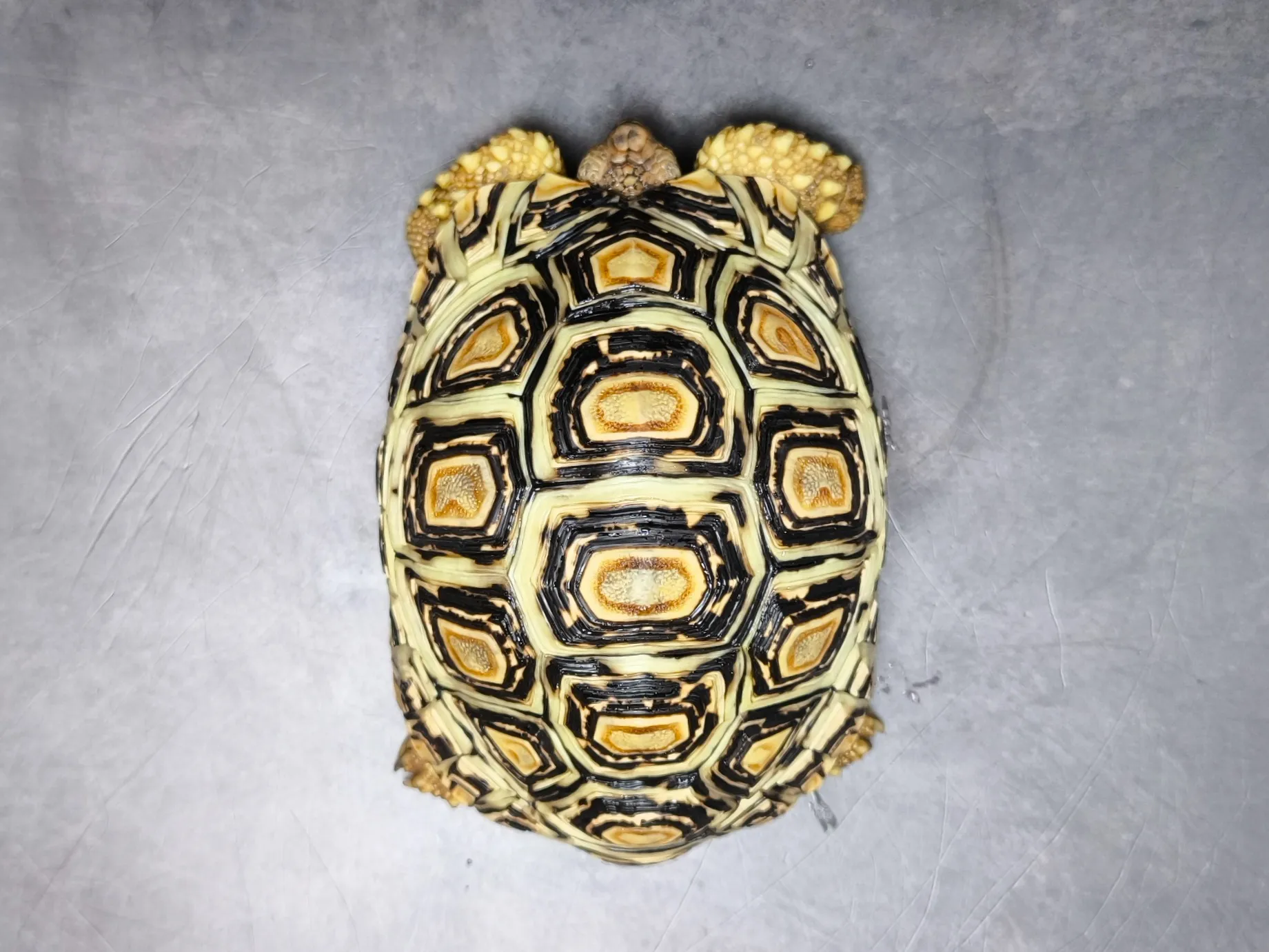 バブコックヒョウモンリクガメ ホワイトタイプ（13cm）