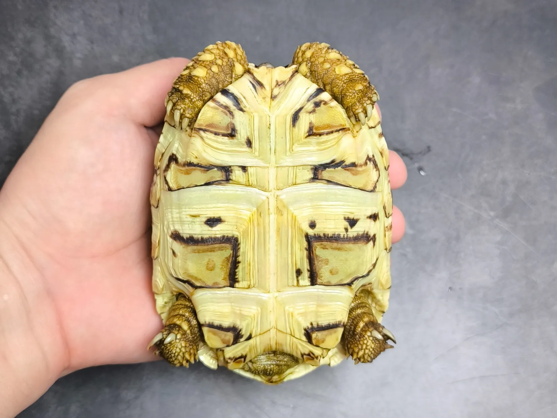 バブコックヒョウモンリクガメ ホワイトタイプ（13cm）