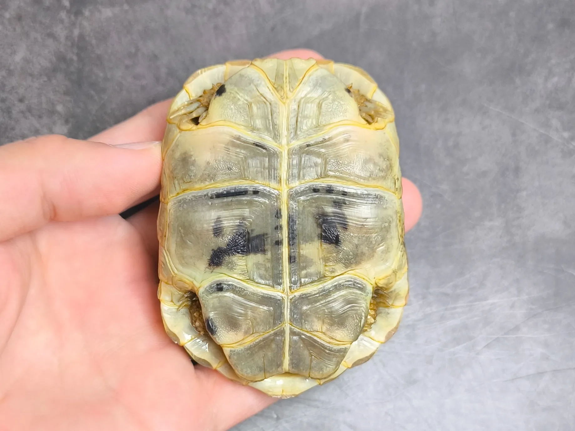アラブギリシャリクガメ♂（9cm）