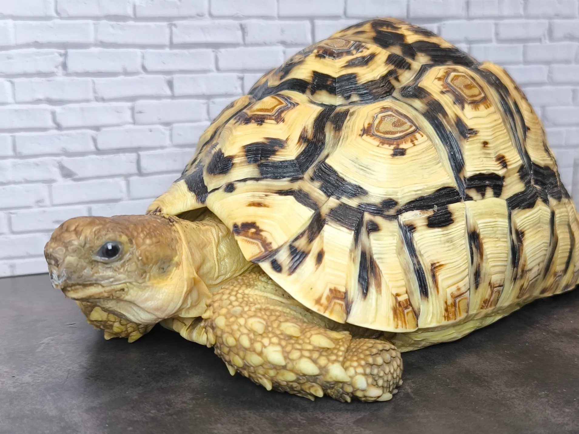 ソマリアヒョウモンリクガメ♀（20cm）