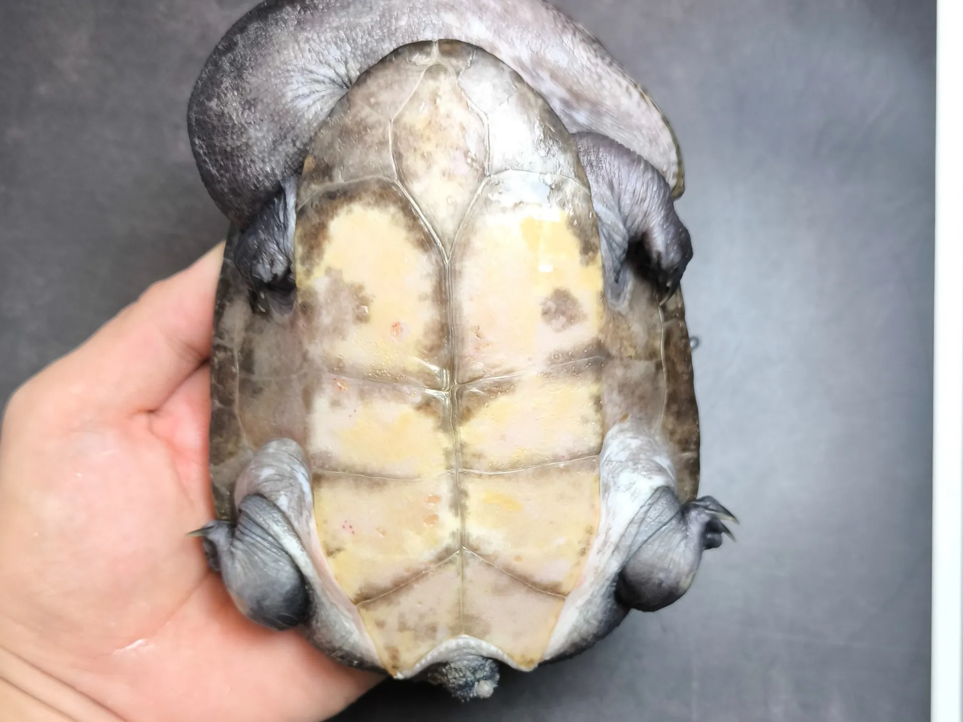 ジーベンロックナガクビガメ（15cm）