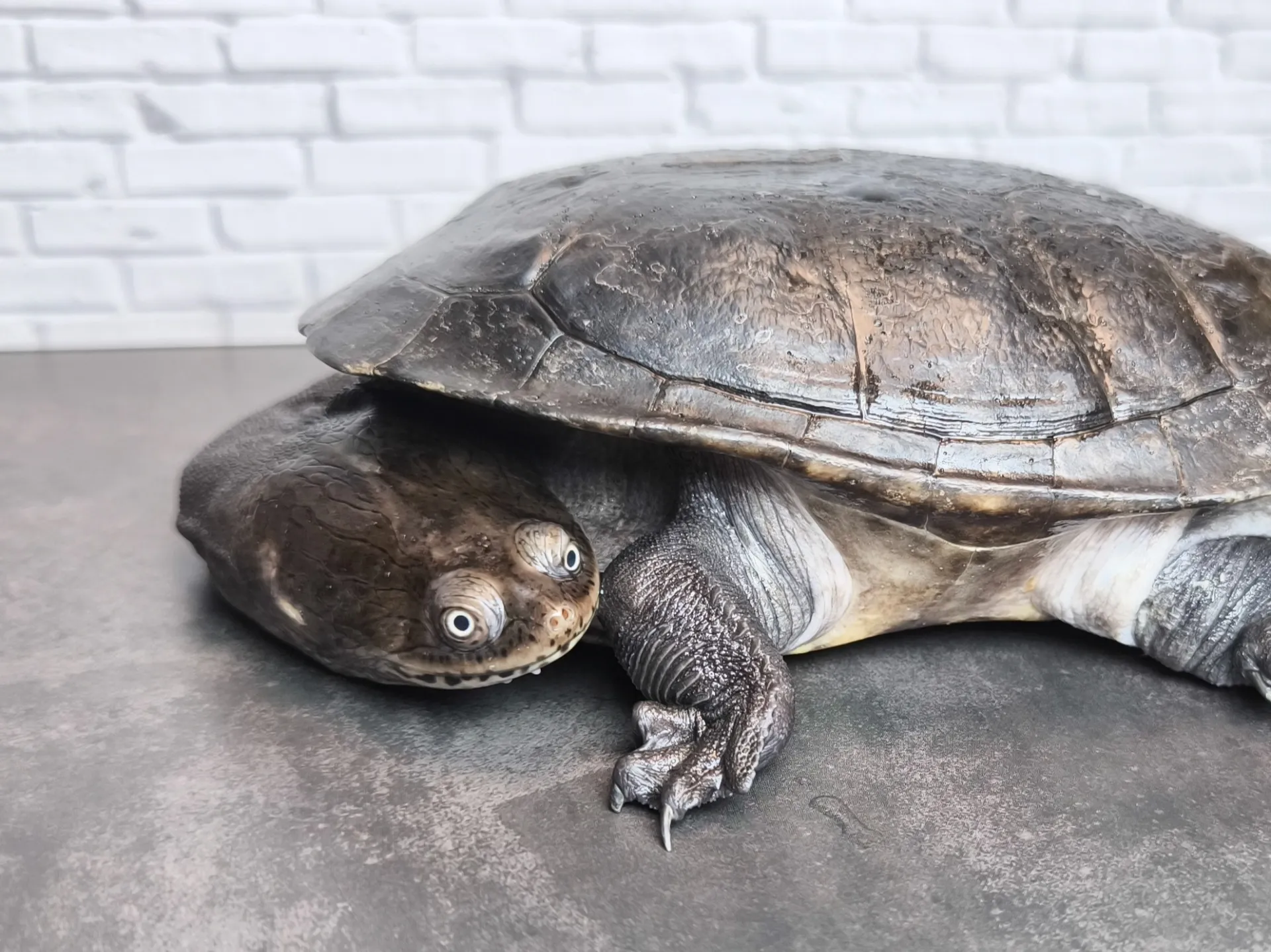 ジーベンロックナガクビガメ（15cm）