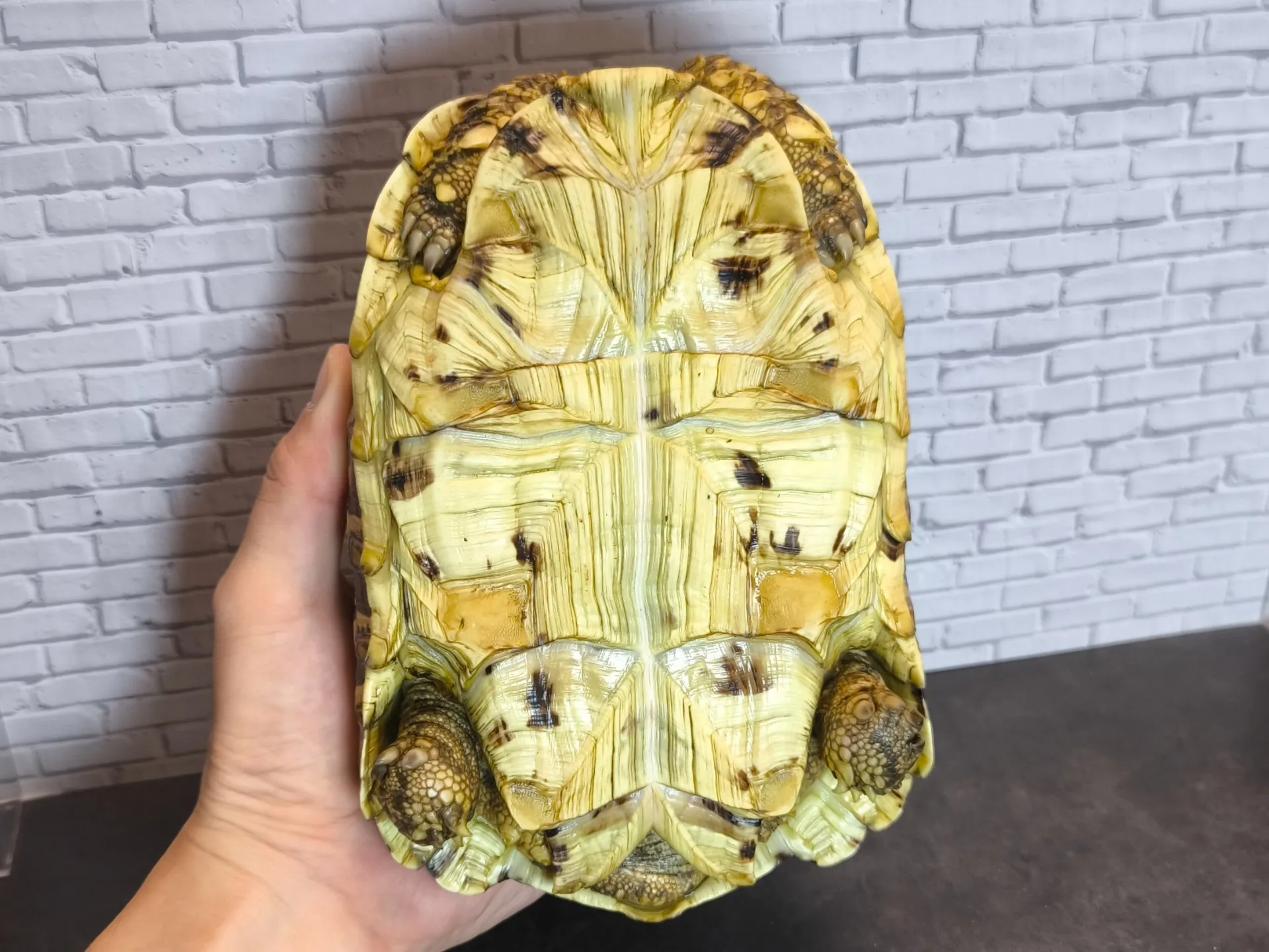 バブコックヒョウモンリクガメ♀（19cm）