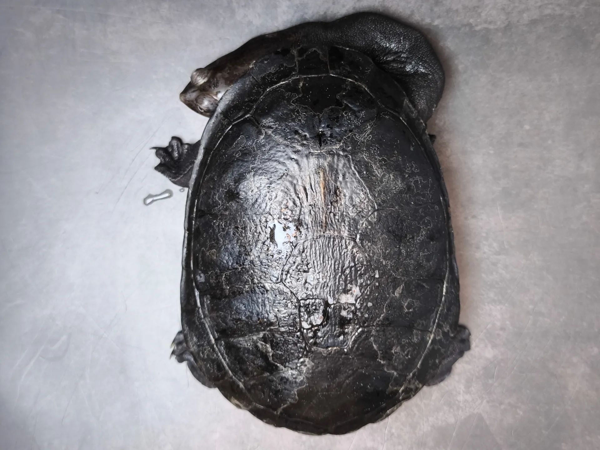 ジーベンロックナガクビガメ（15cm）
