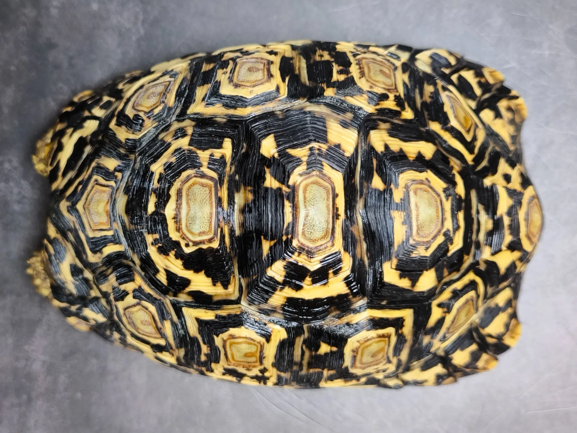 バブコックヒョウモンリクガメ♀（19cm）