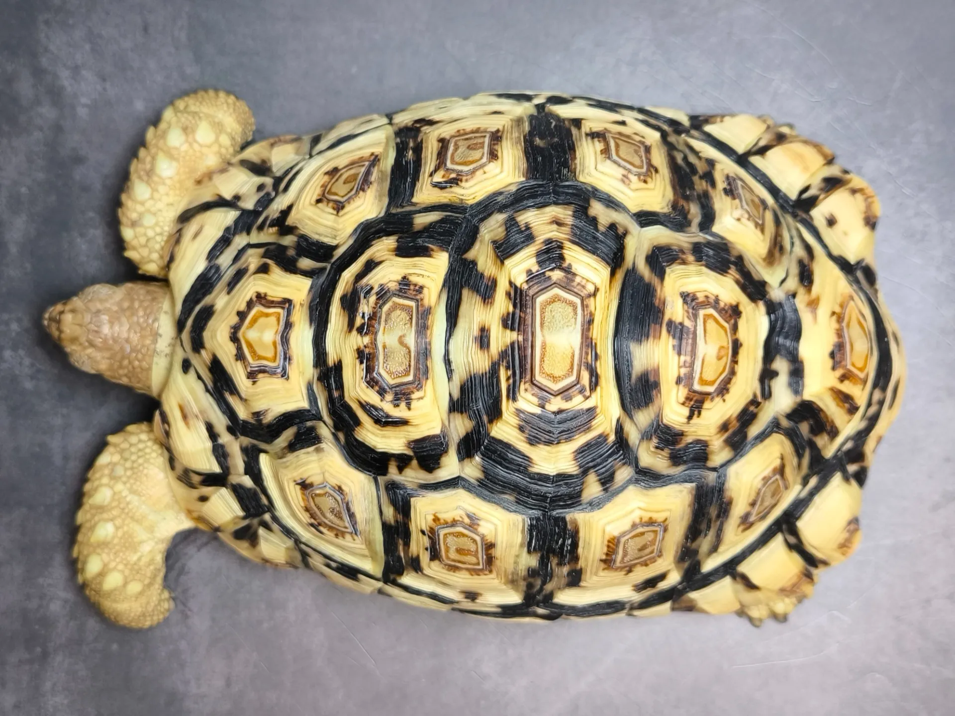 ソマリアヒョウモンリクガメ♀（20cm）